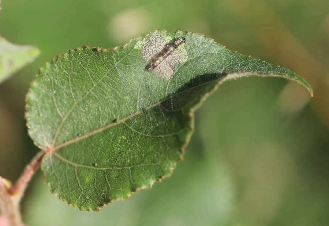 Lombardy Poplar (Populus Nigra 'Italica') — With green, glossy leaves that turn yellow in fall, it's ideal for creating privacy screens or, image 38