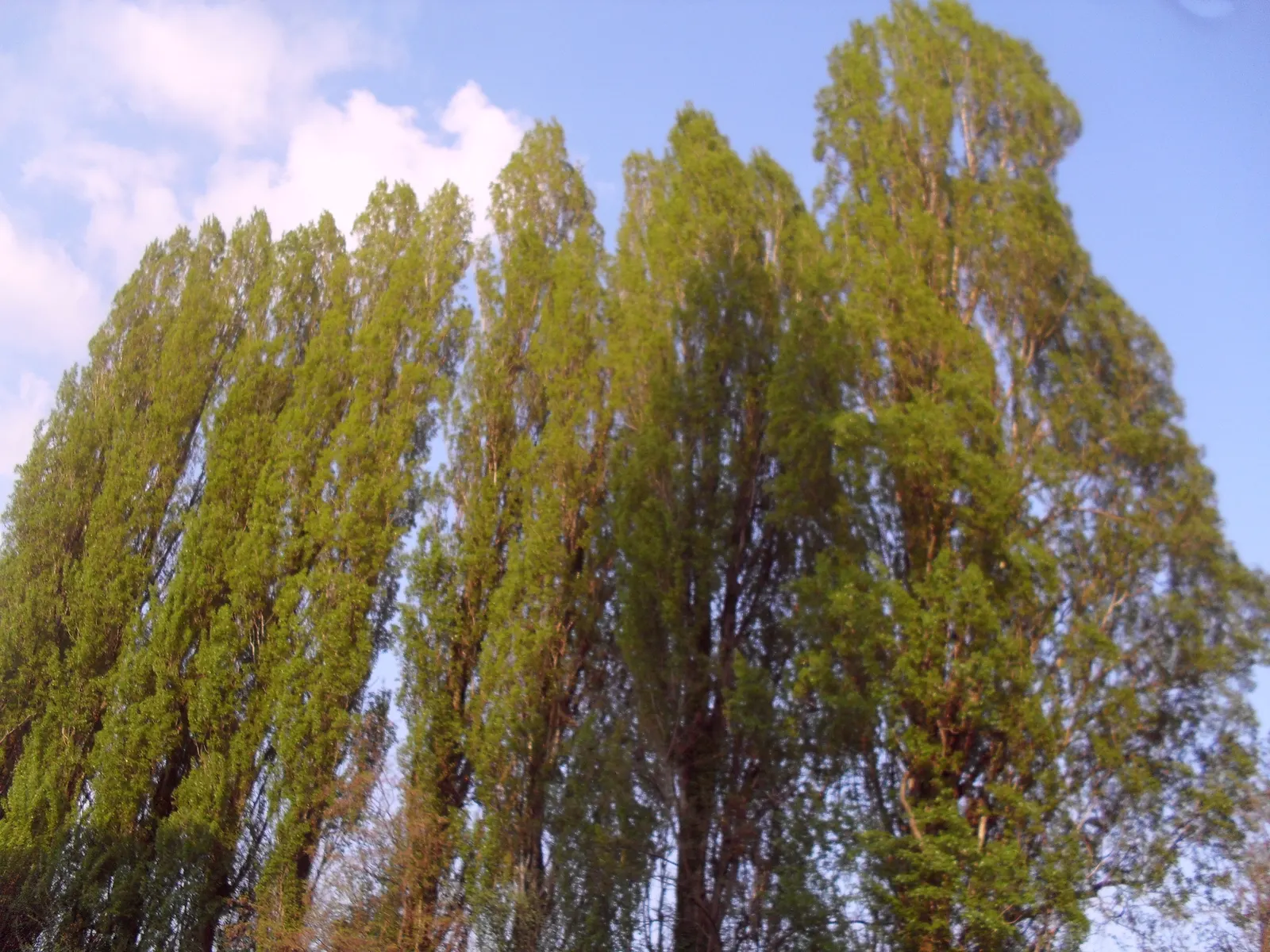Lombardy Poplar (Populus Nigra 'Italica') — Plant in full sun and well-draining soil for optimal growth.\n; although it prefers moist