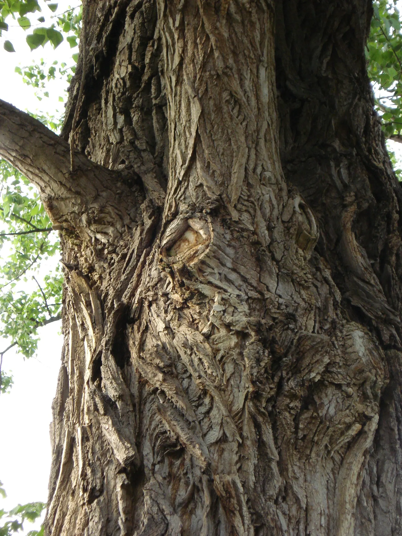Lombardy Poplar (Populus Nigra 'Italica') — The Lombardy Poplar (Populus nigra 'Italica') is a fast-growing; with green, glossy leaves that turn, image 52