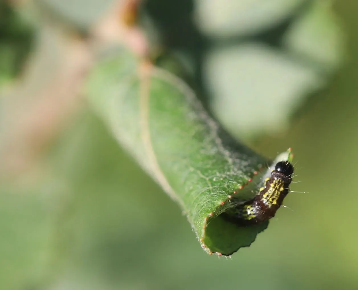 Lombardy Poplar (Populus Nigra 'Italica') — Regular watering and occasional pruning to shape its fast growth are essential care practices