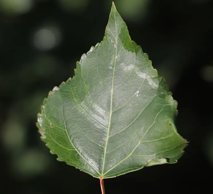 Lombardy Poplar (Populus Nigra 'Italica') — famed for its fastigiated branching pattern that presents an almost columnar silhouette; these, image 58