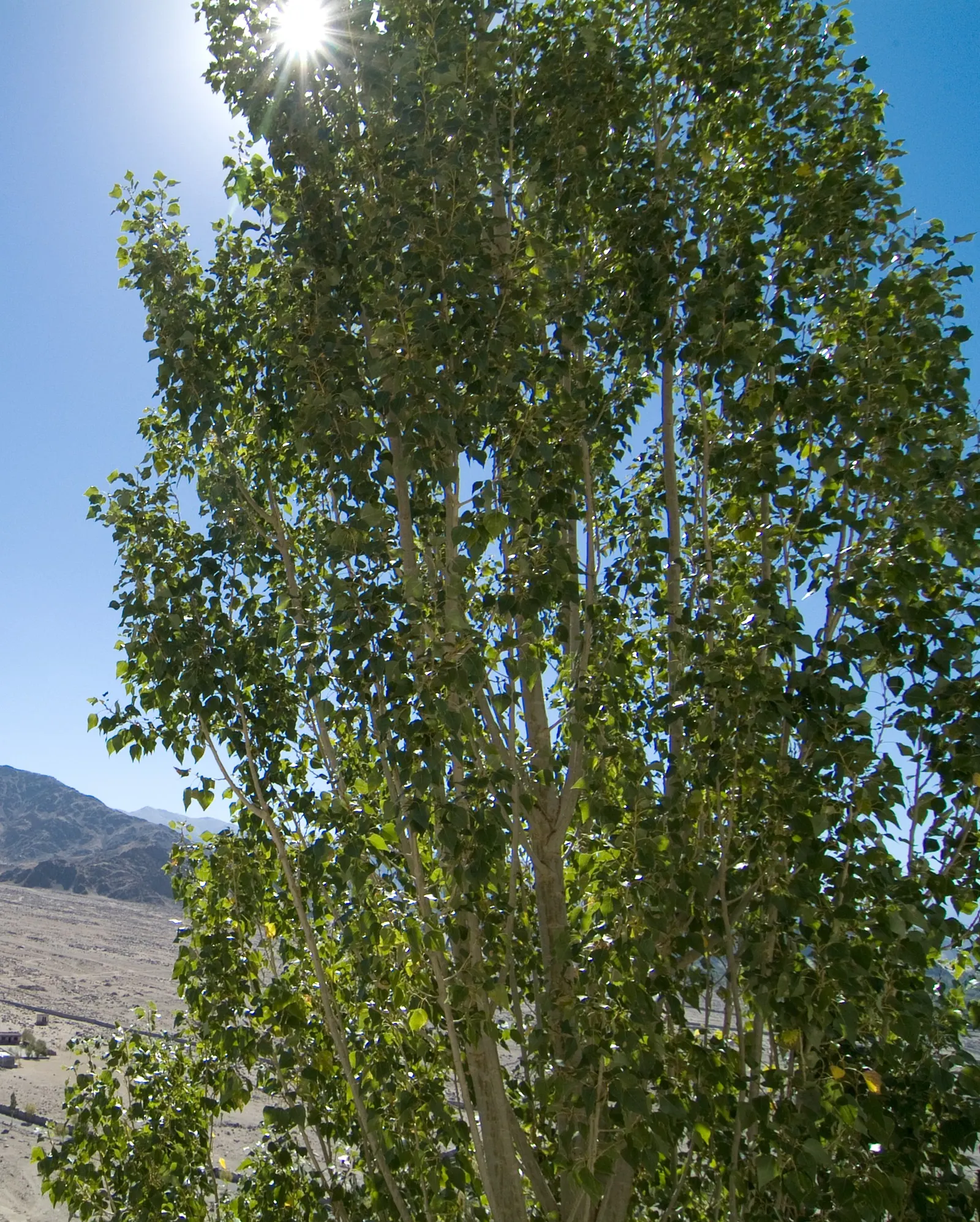 Lombardy Poplar (Populus Nigra 'Italica') — These deciduous leaves turn a golden yellow in the fall before dropping; offering a brief yet dramatic, image 63