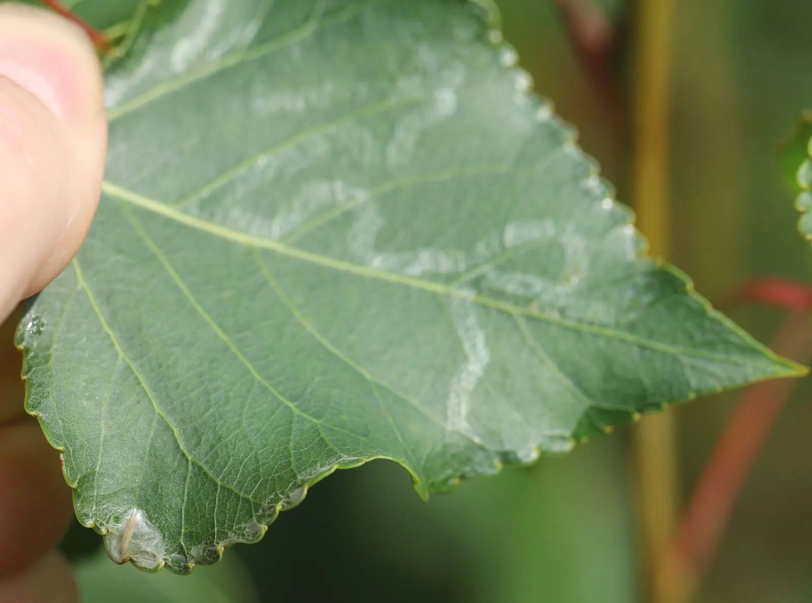 Lombardy Poplar (Populus Nigra 'Italica') — providing a shimmering effect as they flutter in the breeze; is a distinctly narrow and upright tree, image 45