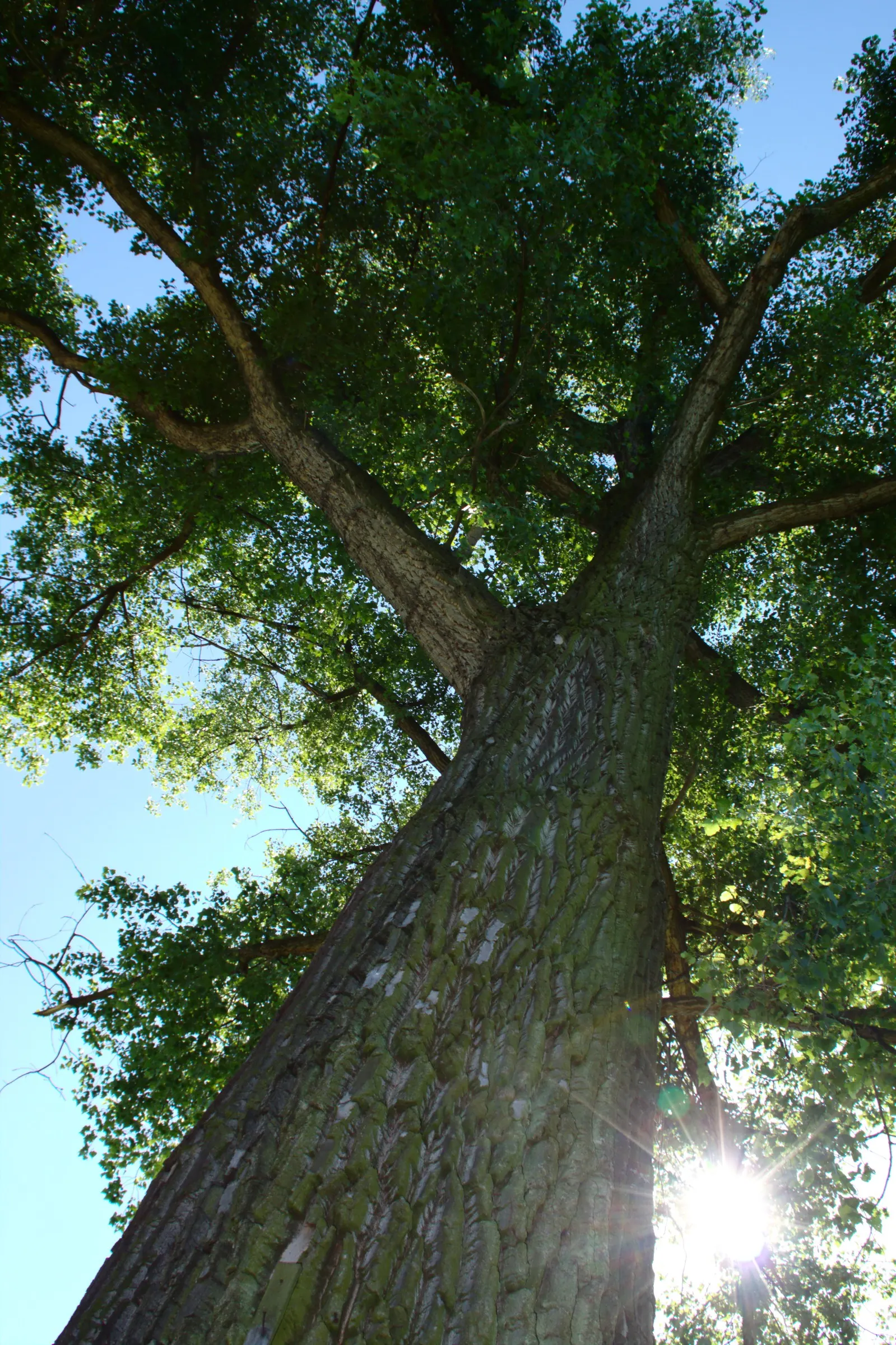 Lombardy Poplar (Populus Nigra 'Italica') — providing a shimmering effect as they flutter in the breeze