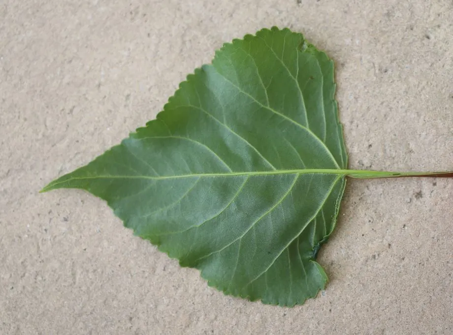 Lombardy Poplar (Populus Nigra 'Italica') — Its leaves are diamond-shaped with a glossy green surface and pale undersides; regular watering and occasional