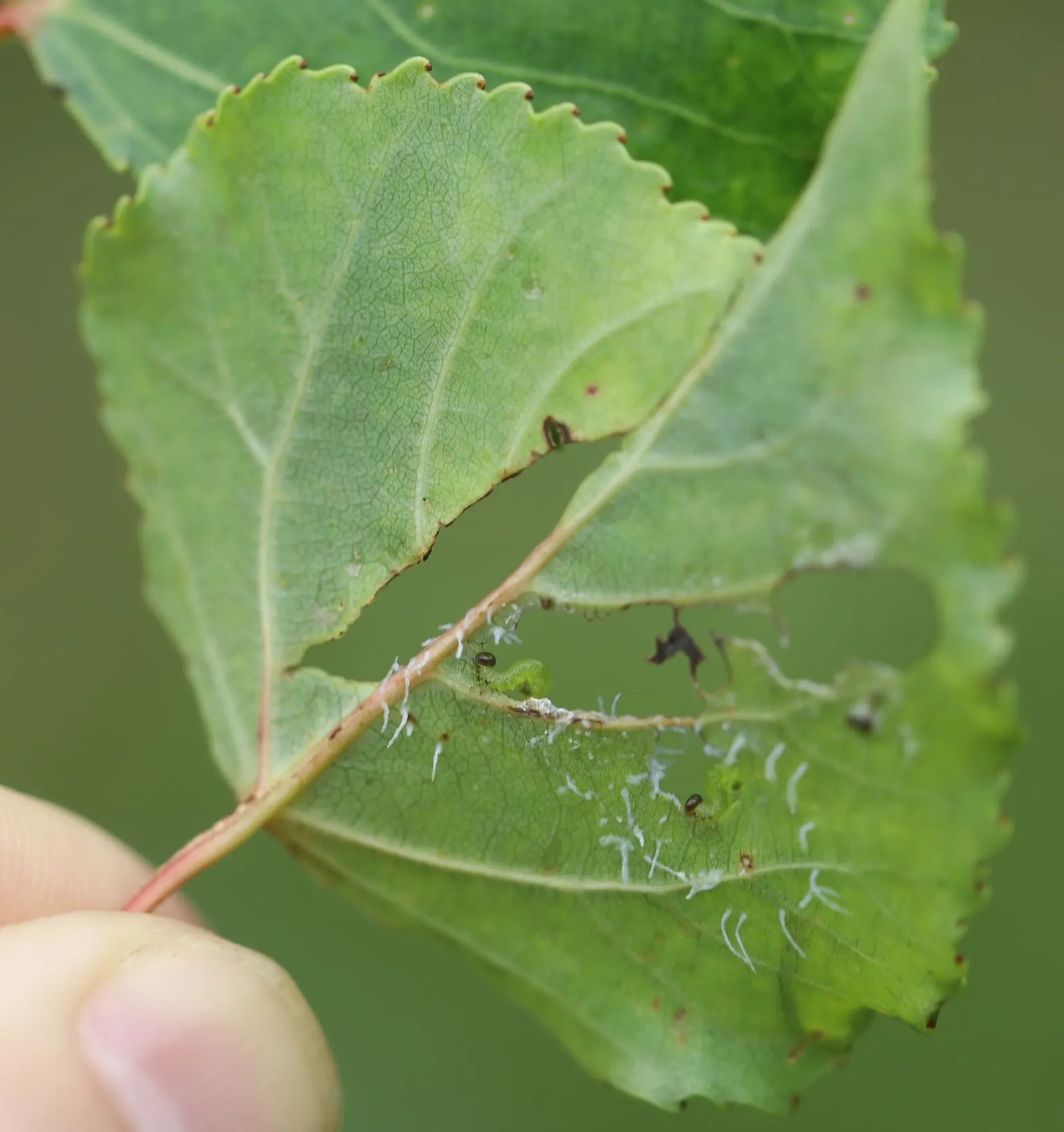 Lombardy Poplar (Populus Nigra 'Italica') — although it prefers moist; tree for full
