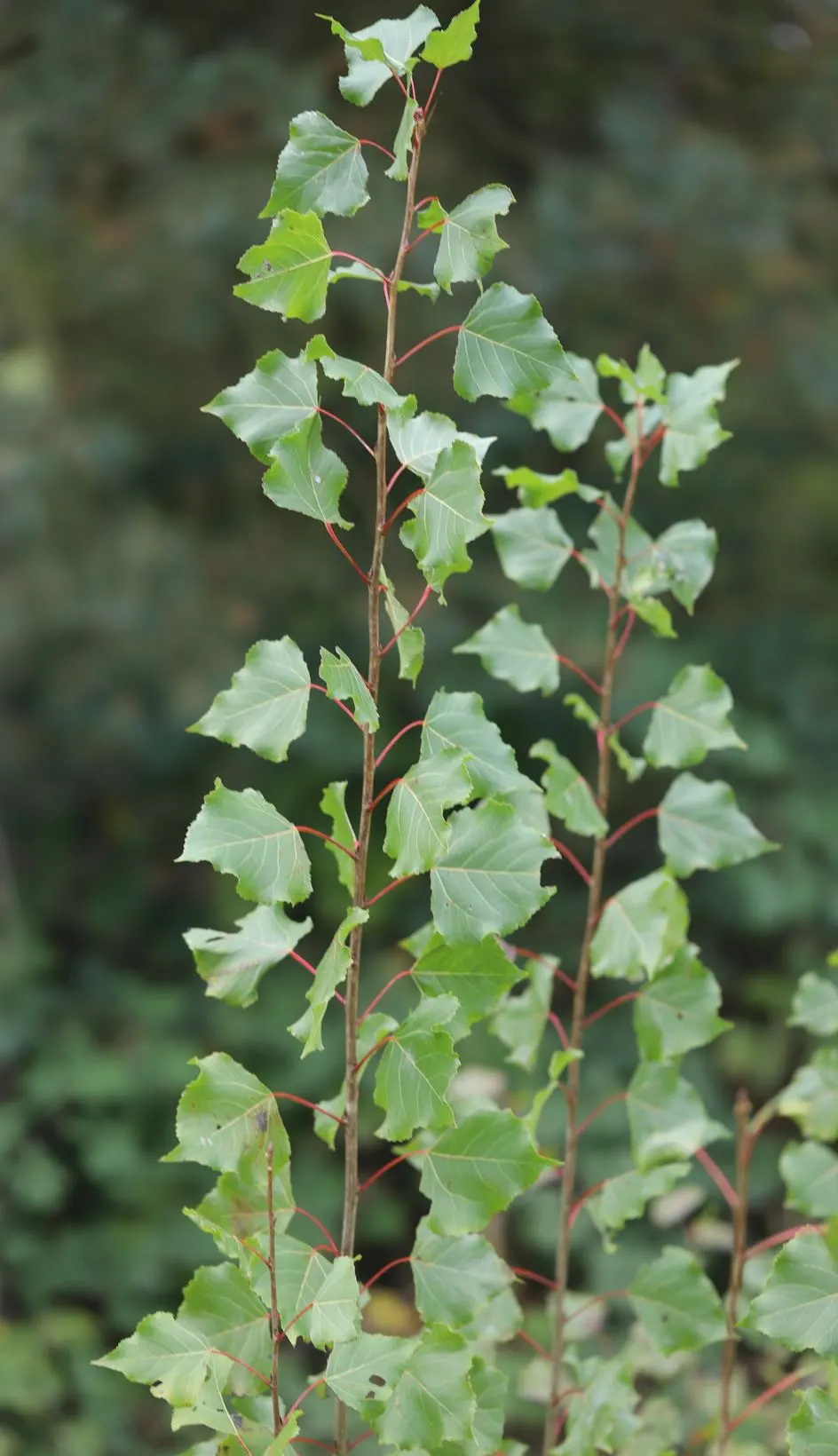 Lombardy Poplar (Populus Nigra 'Italica') — reaching up to 60 feet in height with a spread of 10-15 feet; providing a shimmering effect as they flutter in the