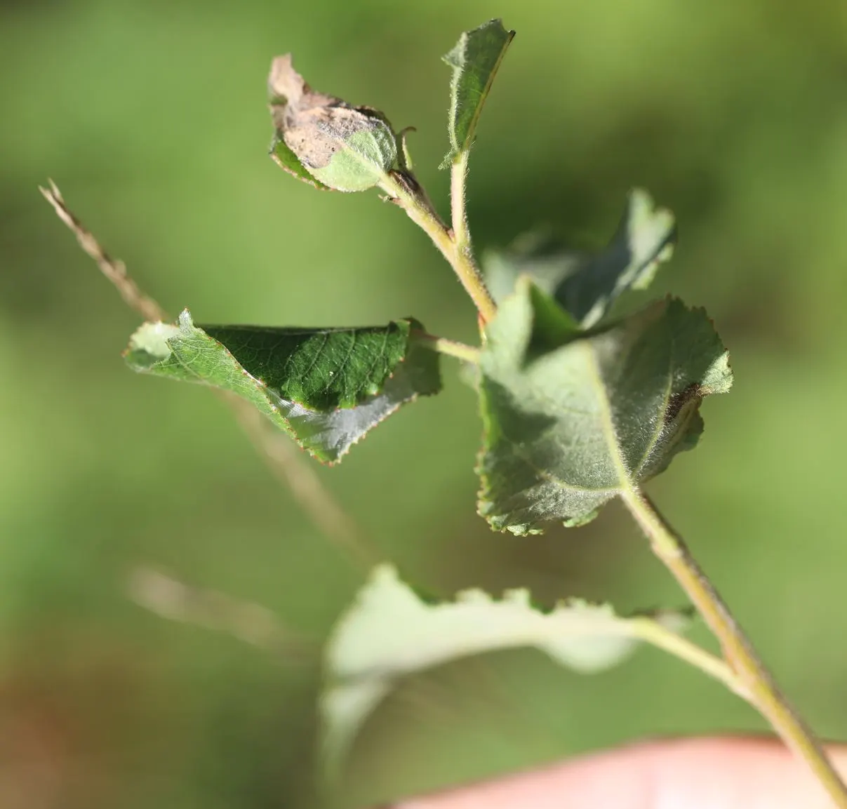 Lombardy Poplar (Populus Nigra 'Italica') — the Lombardy Poplar suits narrow spaces or can be used to form a dense screen when planted in a tight row