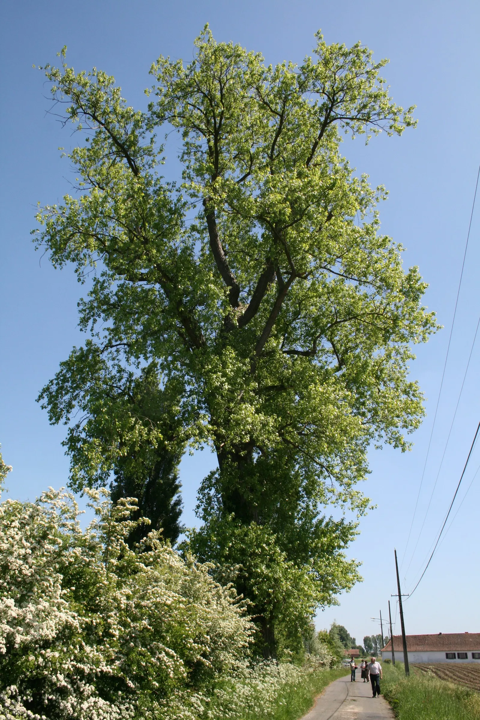 Lombardy Poplar (Populus Nigra 'Italica') — Known for its upright branches and narrow shape, it provides a strong vertical accent in landscape, image 54