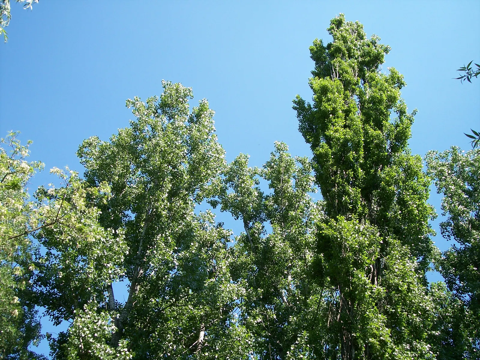 Lombardy Poplar (Populus Nigra 'Italica') — This cultivar of the black poplar likely originated from Northern Italy in the 17th century; reaching, image 59