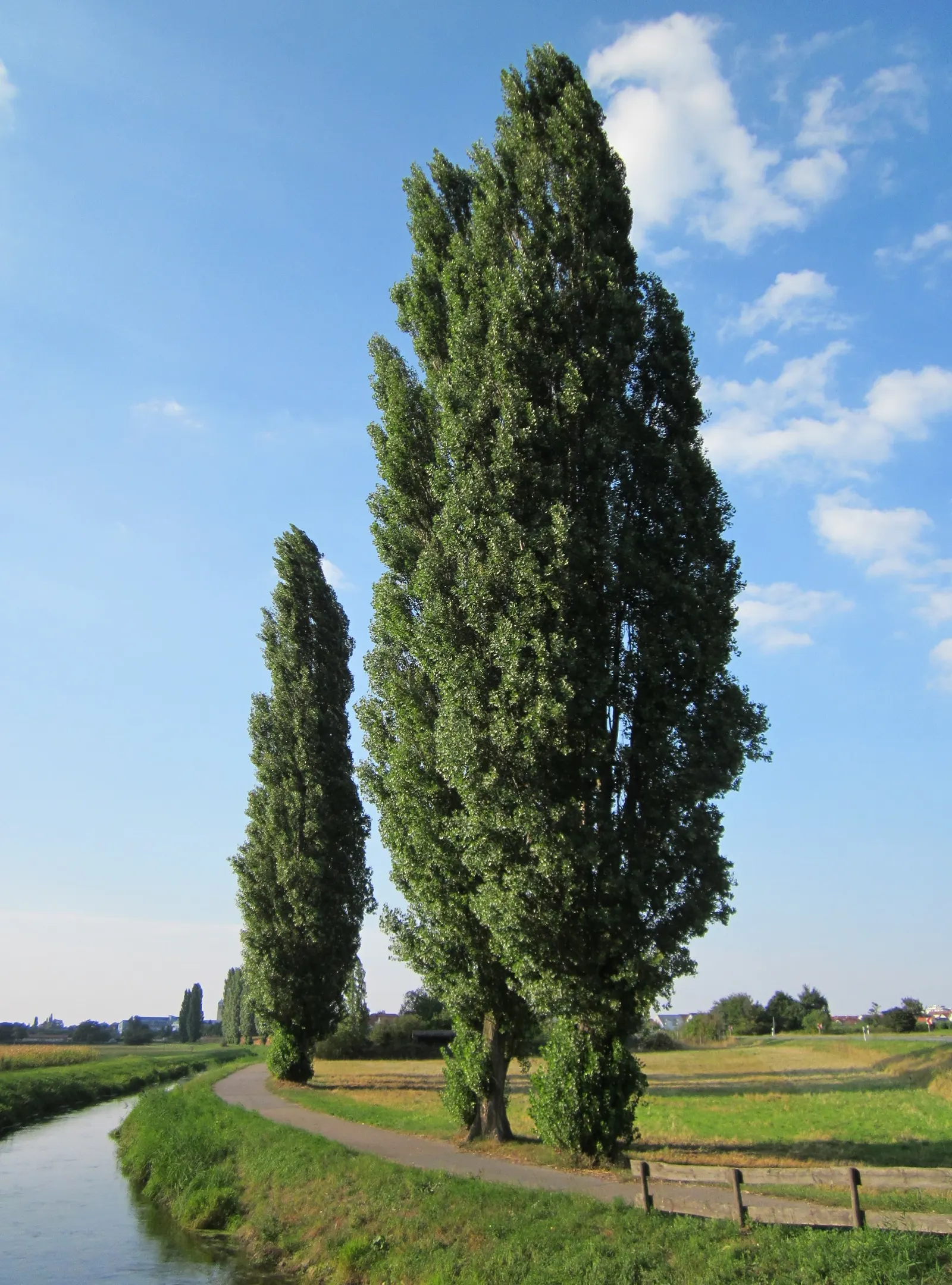Lombardy Poplar (Populus Nigra 'Italica') — the Lombardy Poplar thrives in full sun to partial shade and is adaptable to a range of soil types; its leaves are