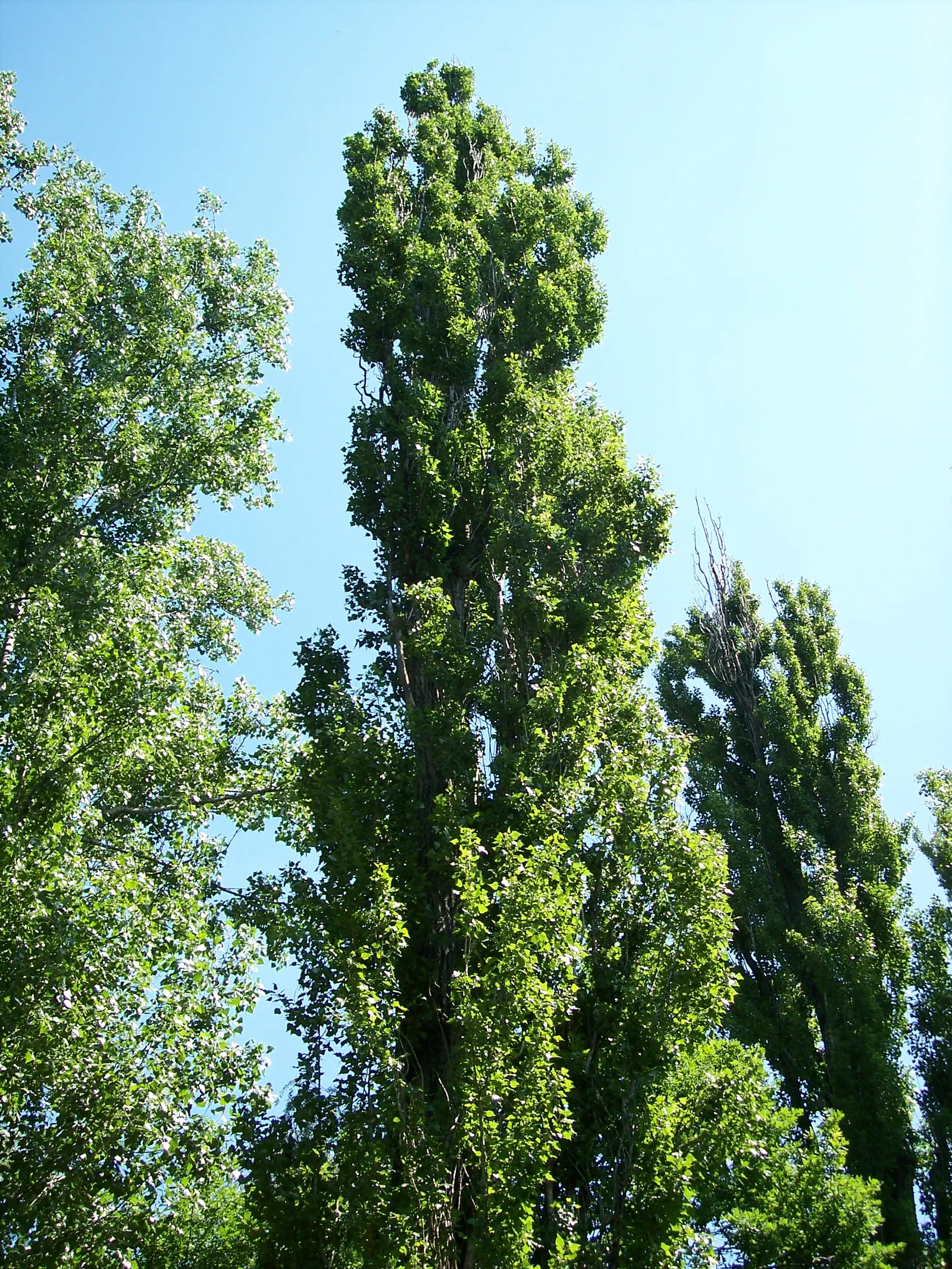 Lombardy Poplar (Populus Nigra 'Italica') — With green, glossy leaves that turn yellow in fall, it's ideal for creating privacy screens or windbreaks