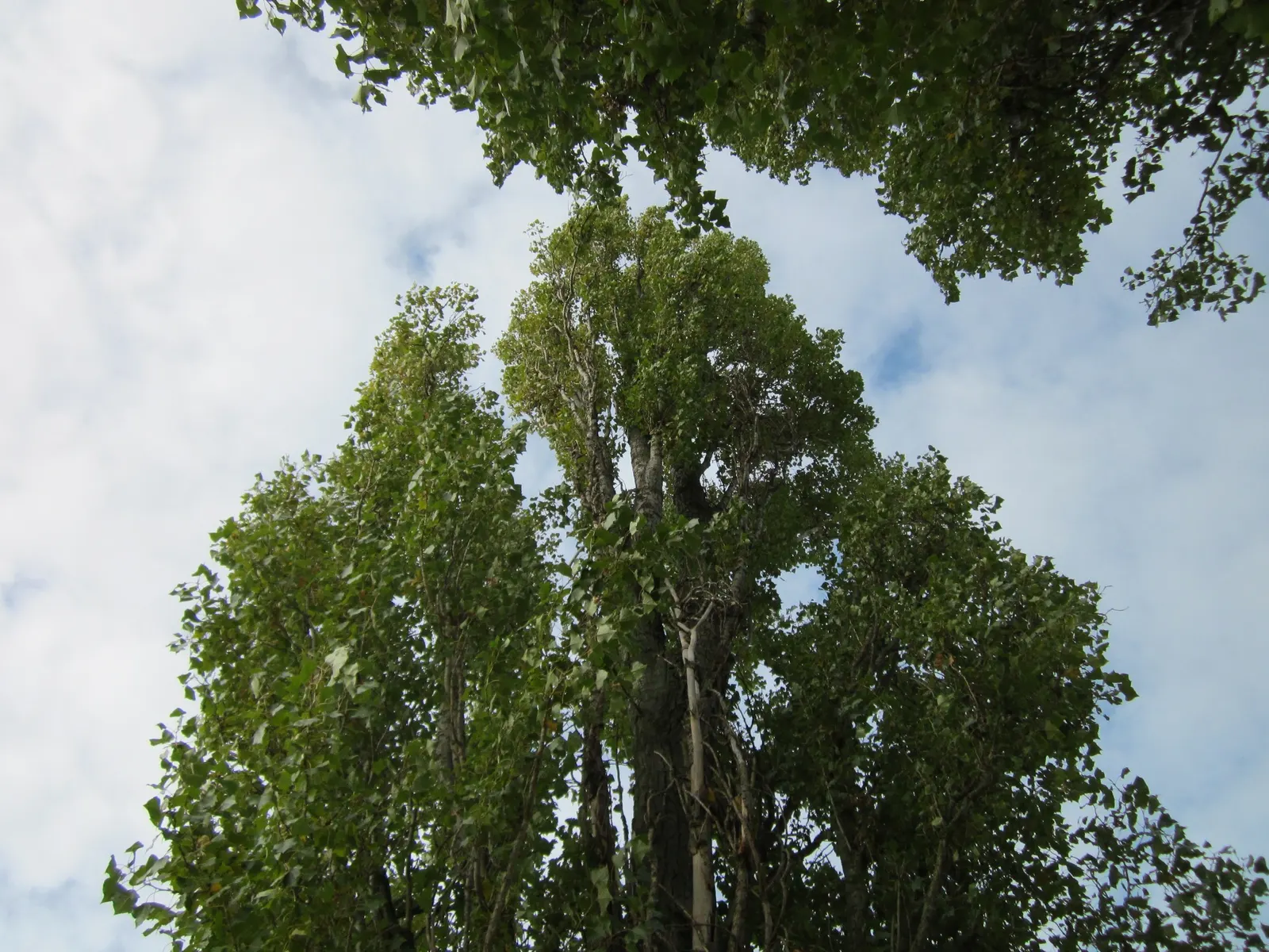 Lombardy Poplar (Populus Nigra 'Italica') — Known for its upright branches and narrow shape, it provides a strong vertical accent in landscape, image 37
