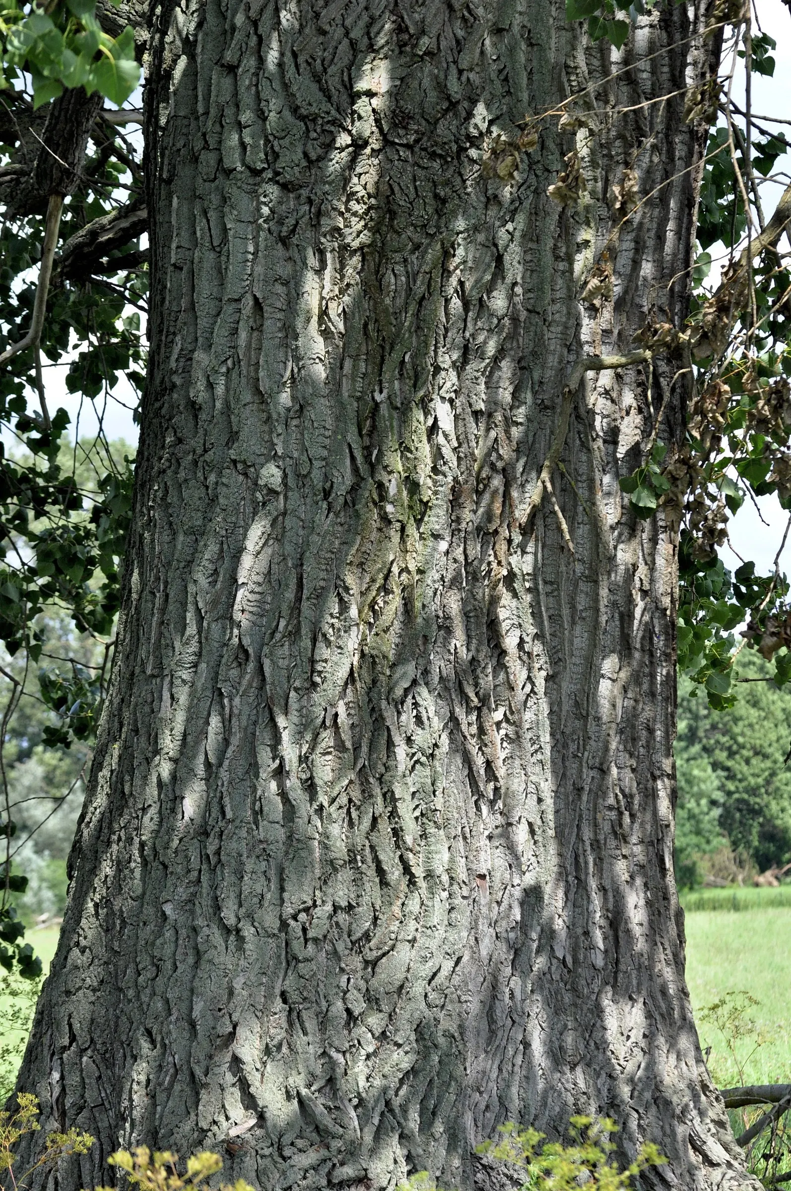 Lombardy Poplar (Populus Nigra 'Italica') — although it prefers moist