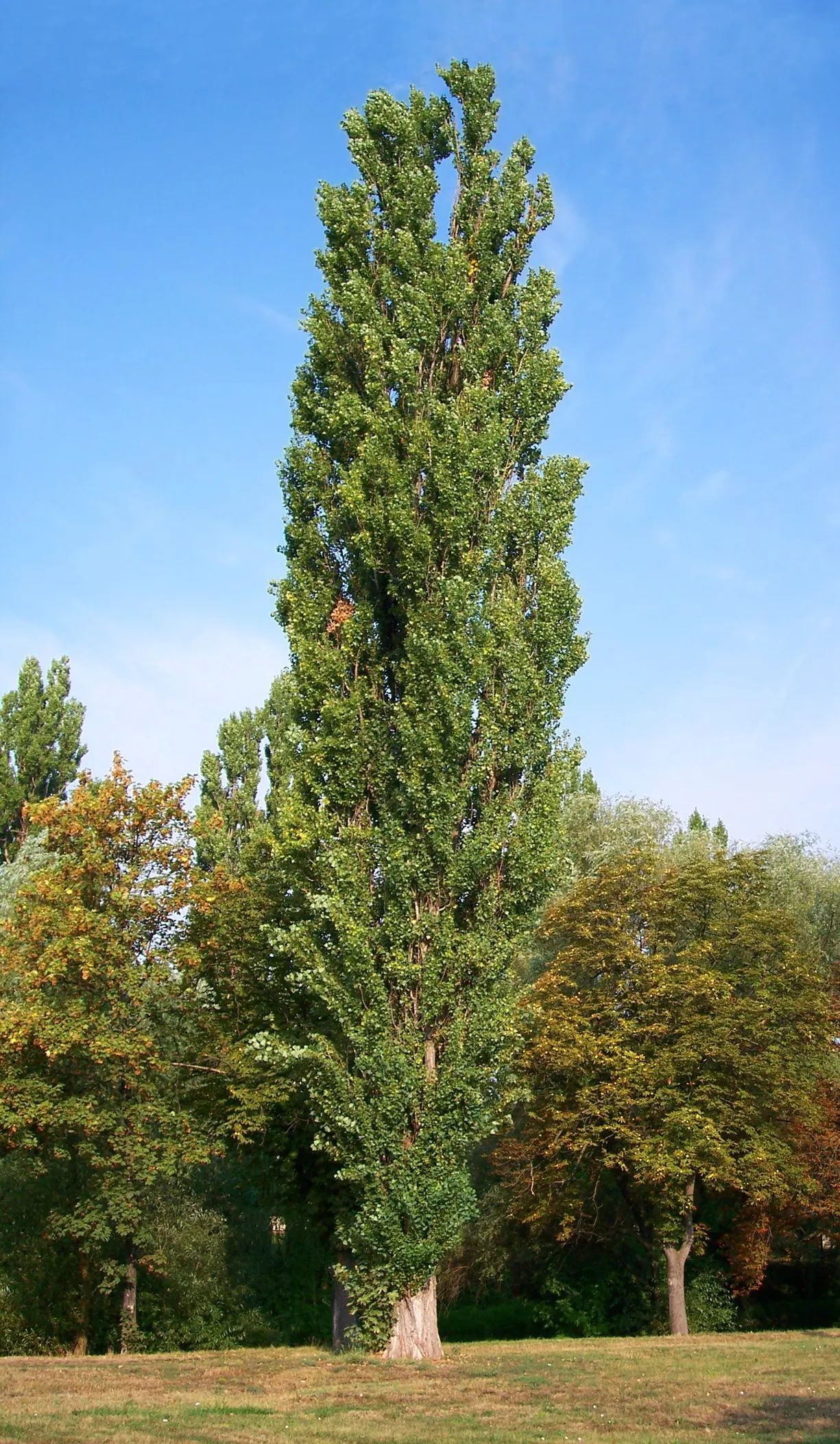 Lombardy Poplar (Populus Nigra 'Italica') — With green, glossy leaves that turn yellow in fall, it's ideal for creating privacy screens or, image 55