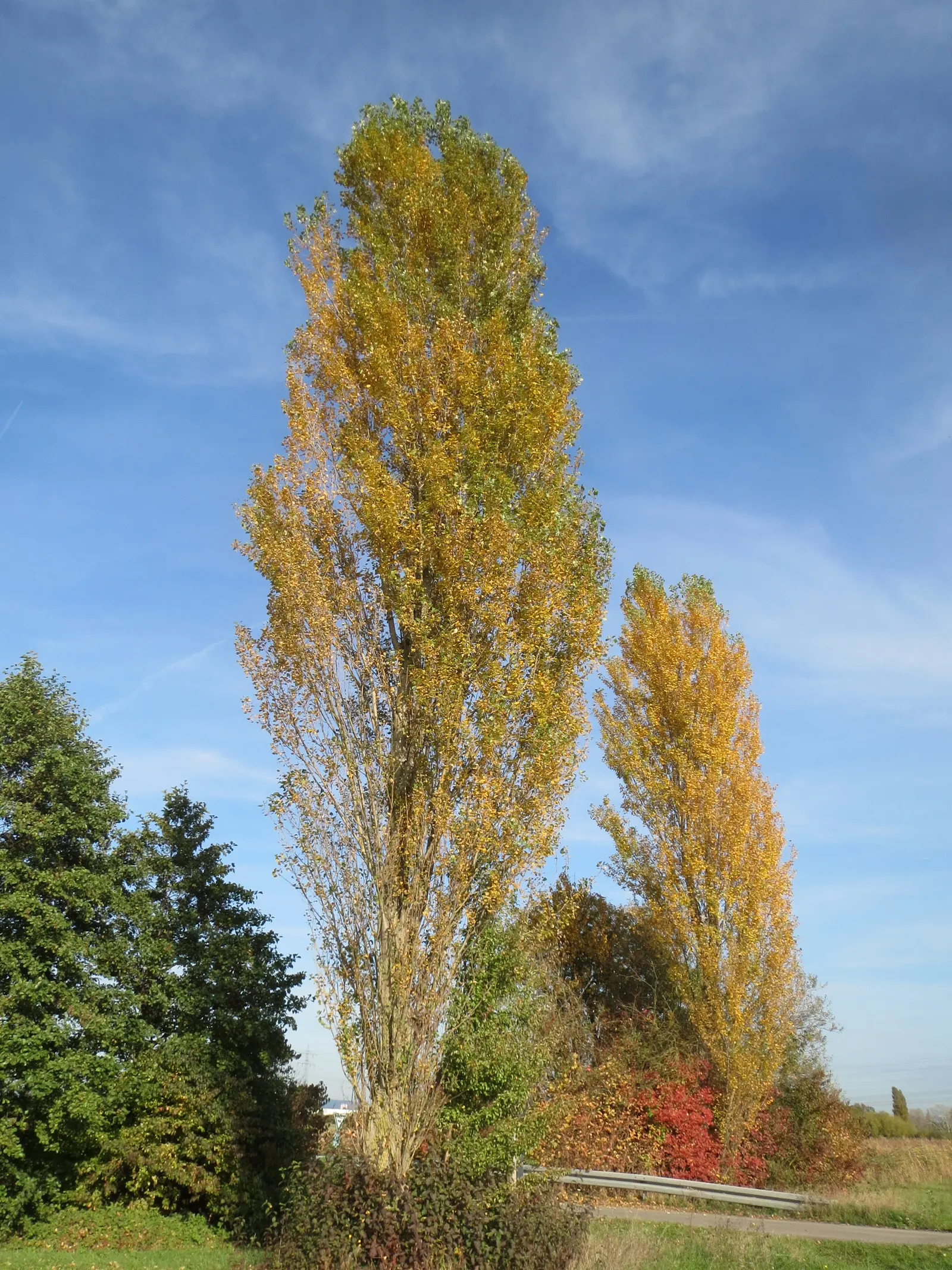 Lombardy Poplar (Populus Nigra 'Italica') — These deciduous leaves turn a golden yellow in the fall before dropping