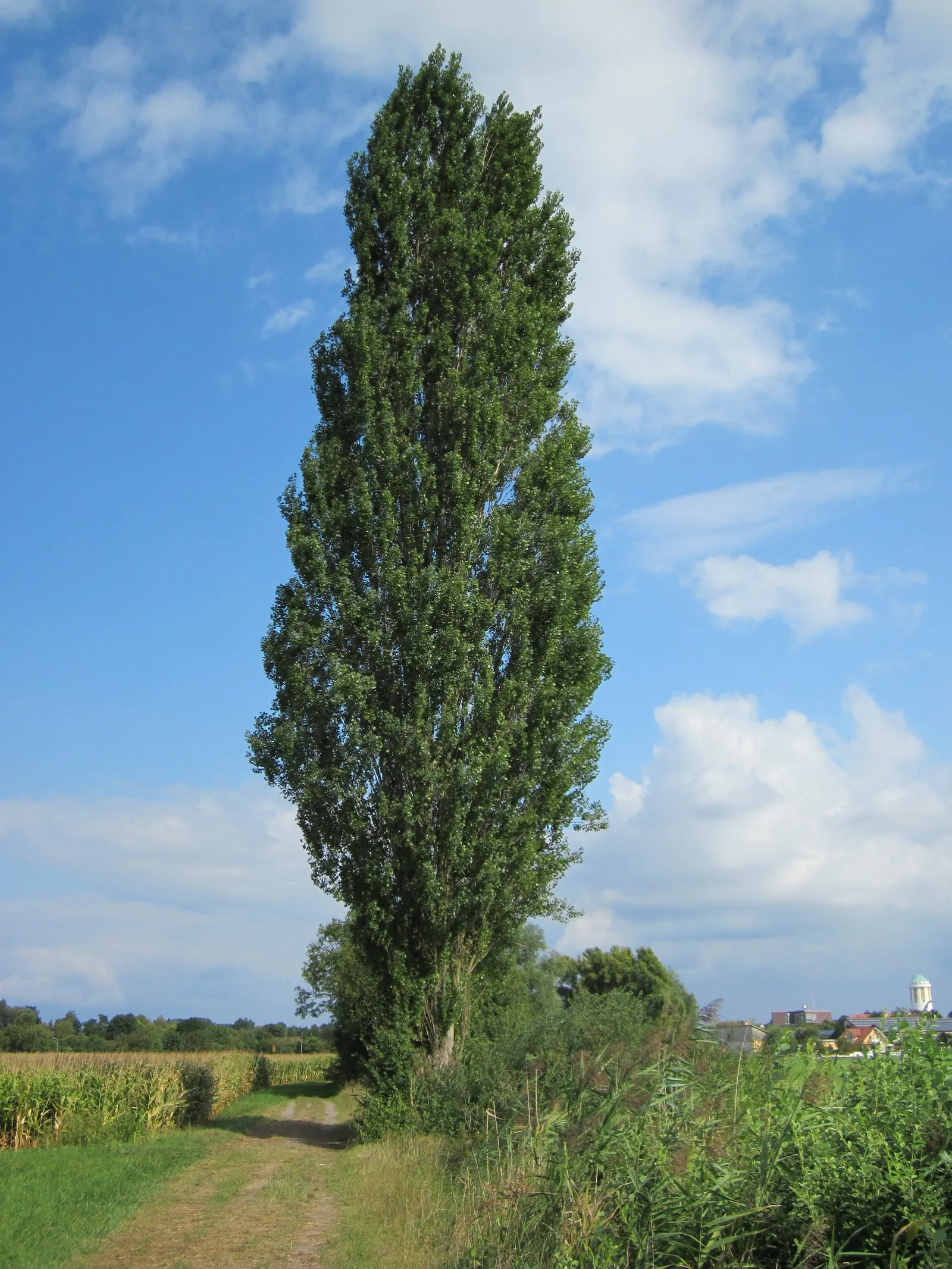 Lombardy Poplar (Populus Nigra 'Italica') — providing a shimmering effect as they flutter in the breeze; is a distinctly narrow and upright tree, image 62