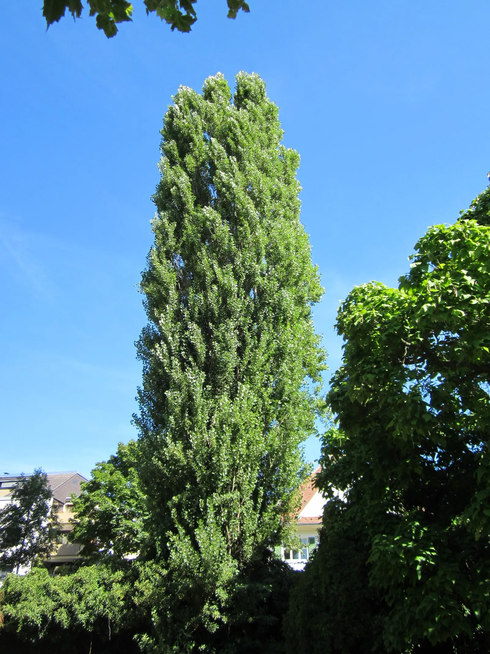 Lombardy Poplar (Populus Nigra 'Italica') — offering a brief yet dramatic seasonal display.<br><br>Hardy in USDA zones 3 to 9; known for its, image 47