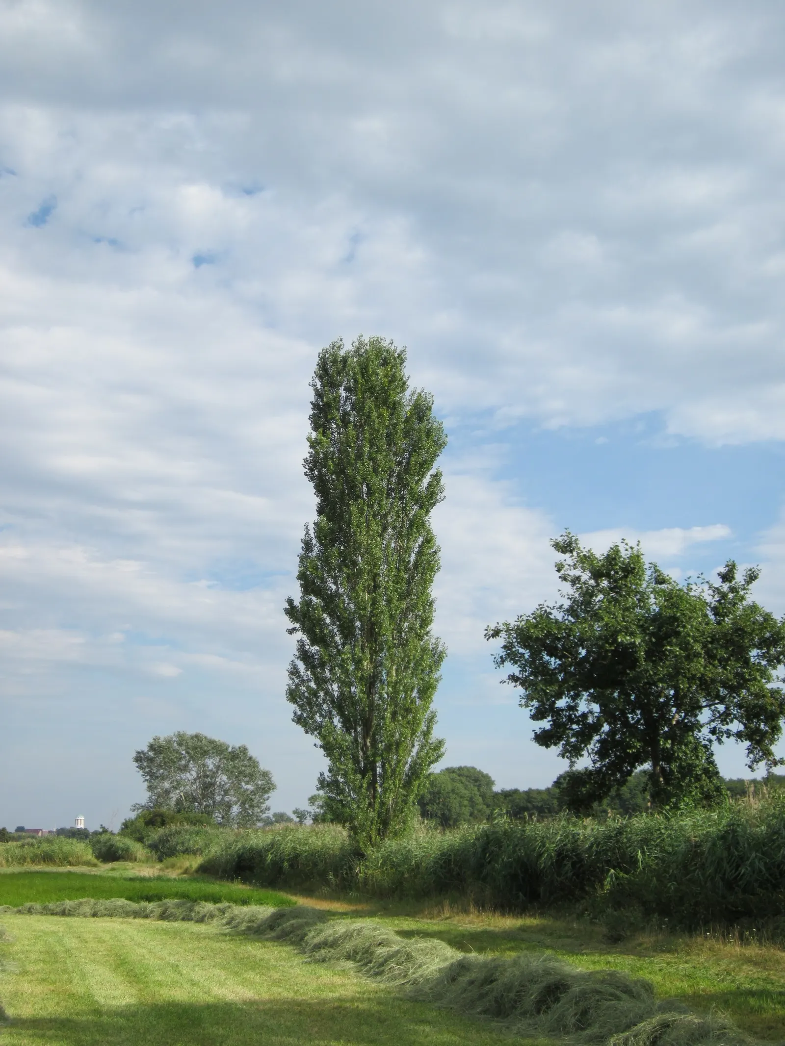 Lombardy Poplar (Populus Nigra 'Italica') — tree for full; the Lombardy Poplar thrives in full sun to partial shade and is adaptable to a range of soil types