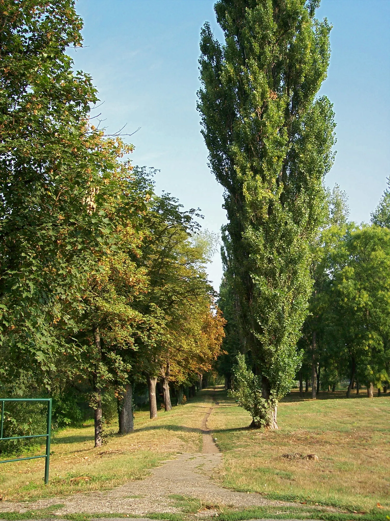 Lombardy Poplar (Populus Nigra 'Italica') — is a distinctly narrow and upright tree