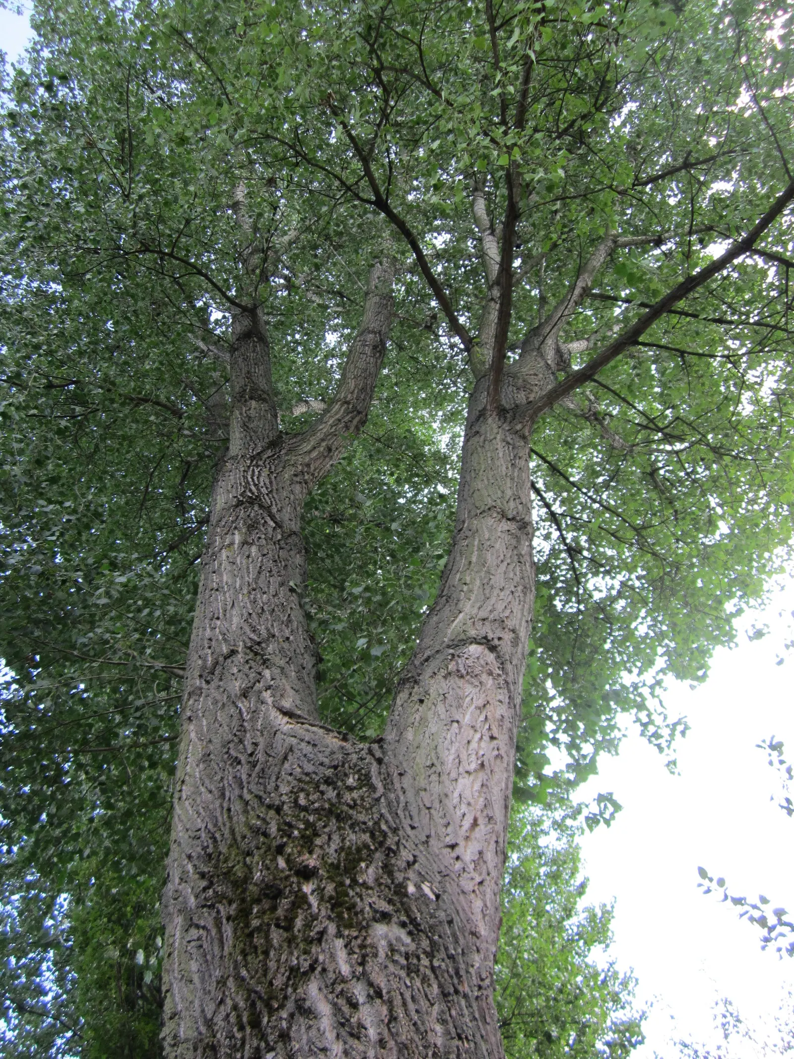 Lombardy Poplar (Populus Nigra 'Italica') — is a distinctly narrow and upright tree; plant in full sun and well-draining soil for optimal growth.\n
