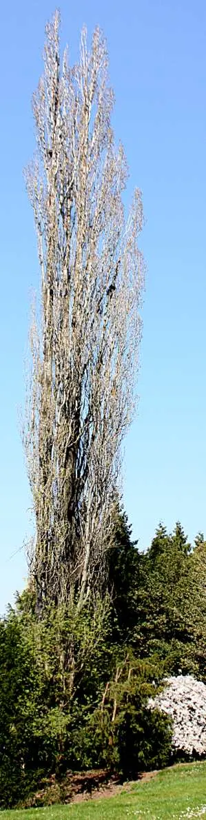 Lombardy Poplar (Populus Nigra 'Italica') — offering a brief yet dramatic seasonal display.<br><br>Hardy in USDA zones 3 to 9