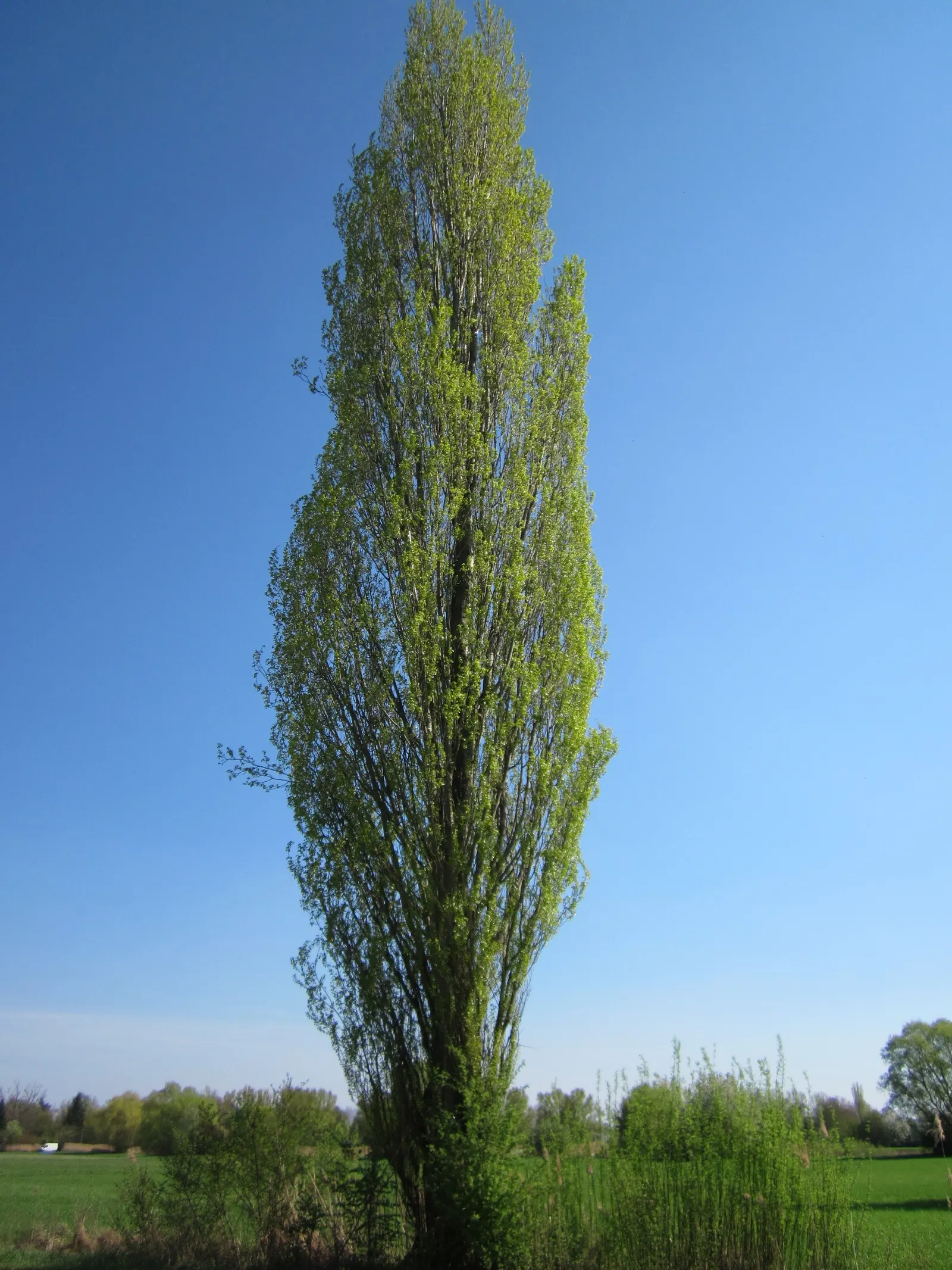Lombardy Poplar (Populus Nigra 'Italica') — The Lombardy Poplar (Populus nigra 'Italica') is a fast-growing; with green, glossy leaves that turn, image 35