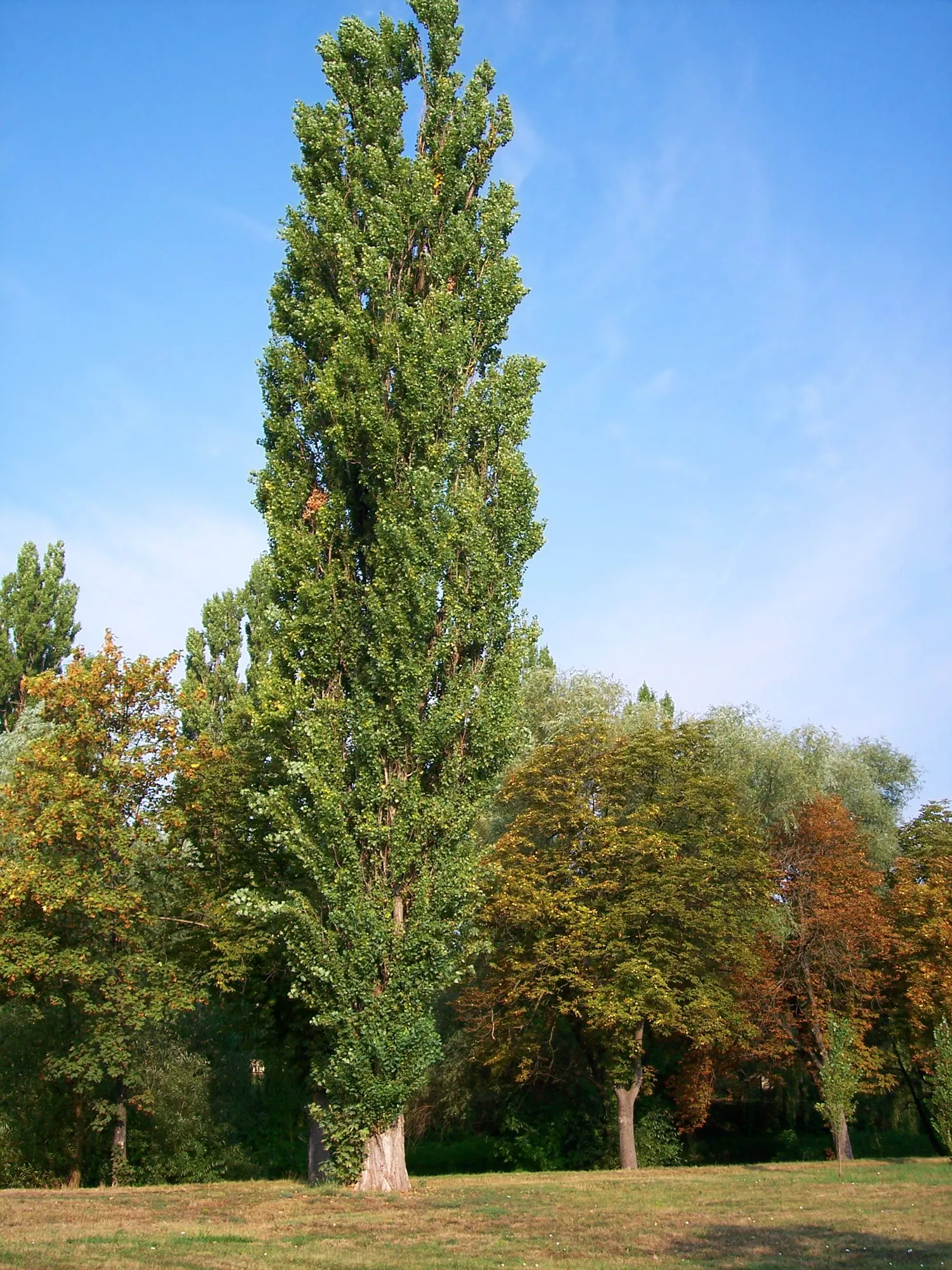 Lombardy Poplar (Populus Nigra 'Italica') — providing a shimmering effect as they flutter in the breeze; is a distinctly narrow and upright tree