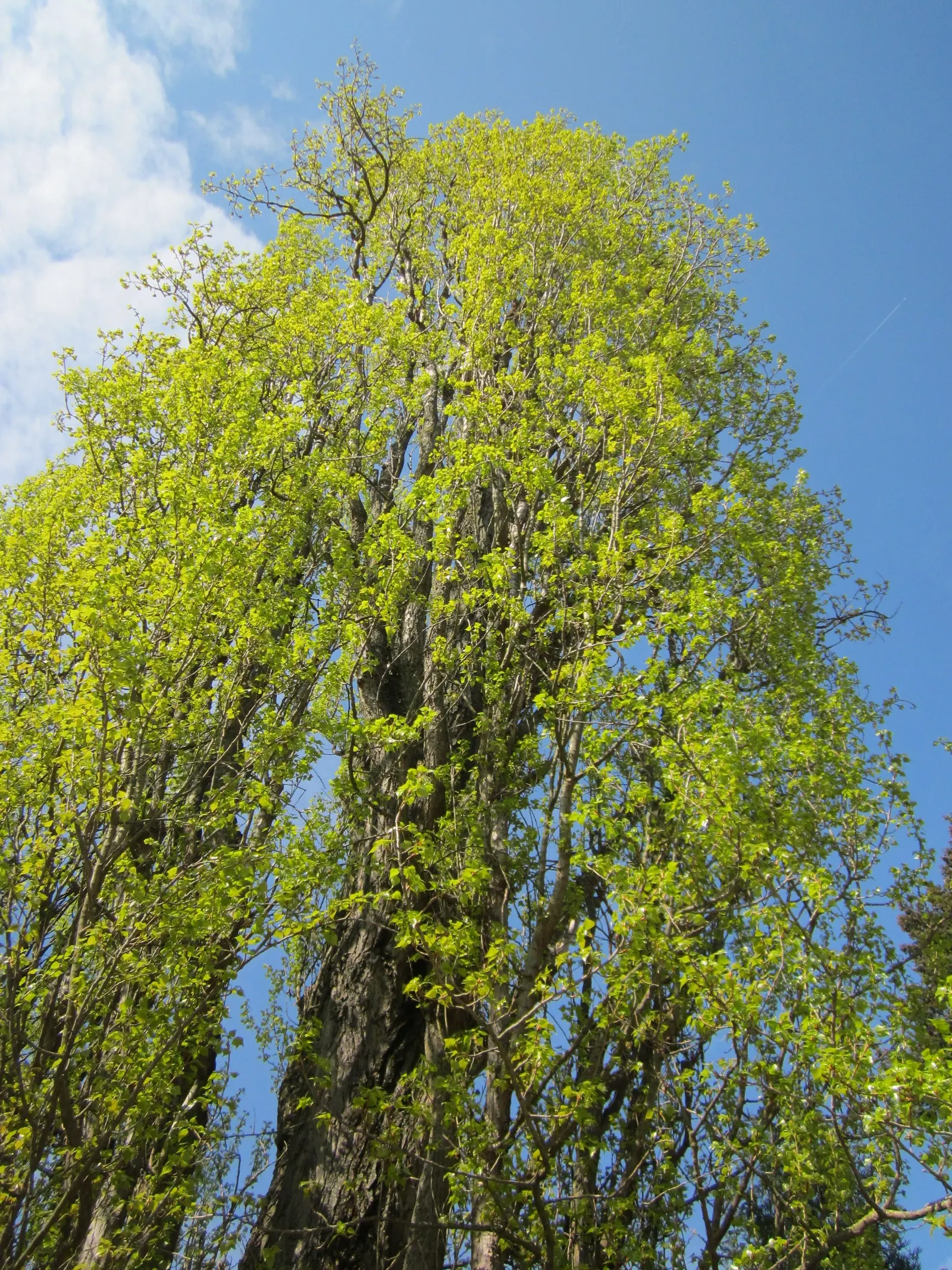 Lombardy Poplar (Populus Nigra 'Italica') — The Lombardy Poplar (Populus nigra 'Italica') is a fast-growing; with green, glossy leaves that turn yellow in