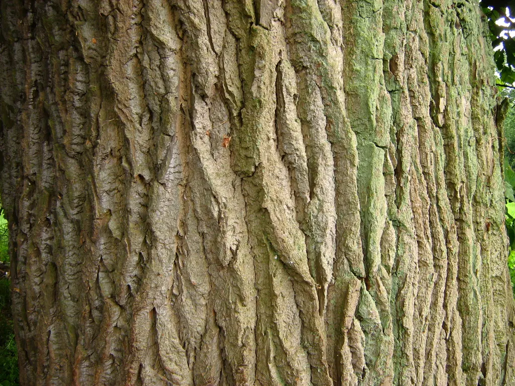 Lombardy Poplar (Populus Nigra 'Italica') — tree for full; the Lombardy Poplar thrives in full sun to partial shade and is adaptable to a range of, image 51