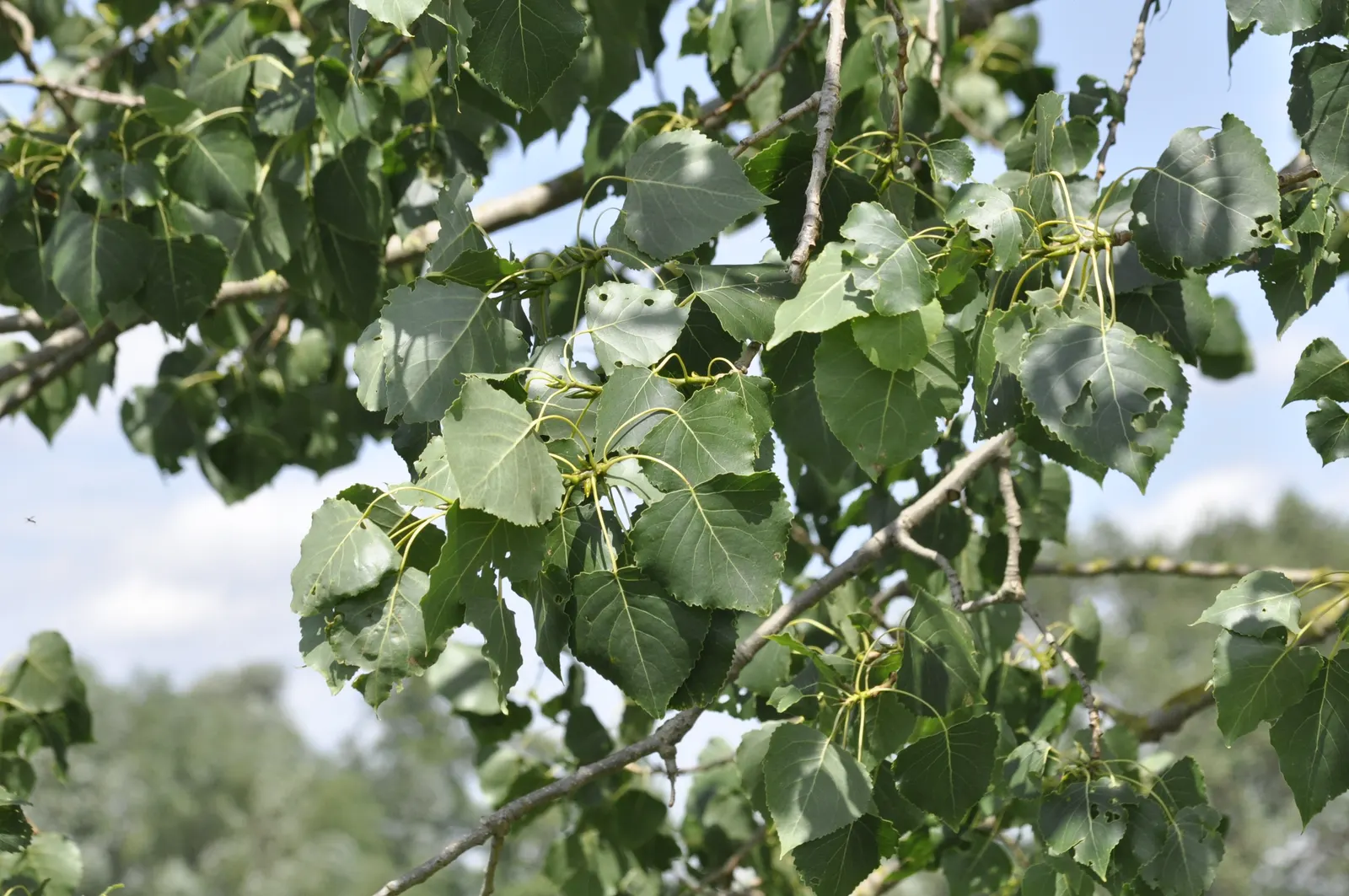 Lombardy Poplar (Populus Nigra 'Italica') — famed for its fastigiated branching pattern that presents an almost columnar silhouette; these deciduous leaves