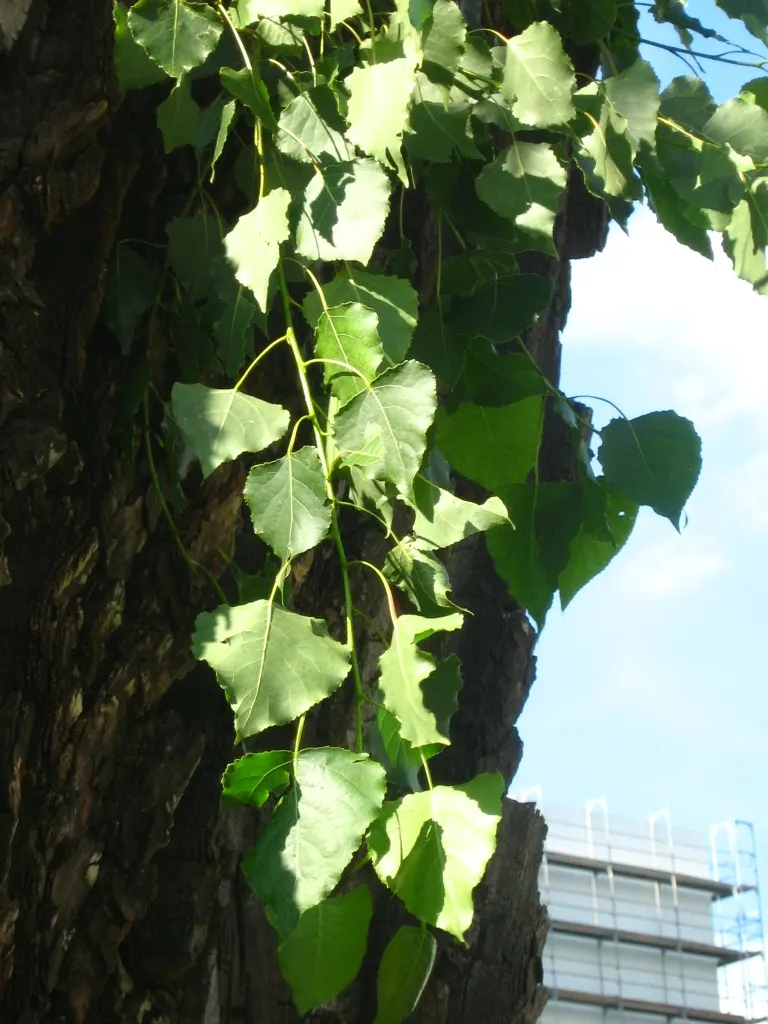 Lombardy Poplar (Populus Nigra 'Italica') — Known for its upright branches and narrow shape, it provides a strong vertical accent in landscape designs; the