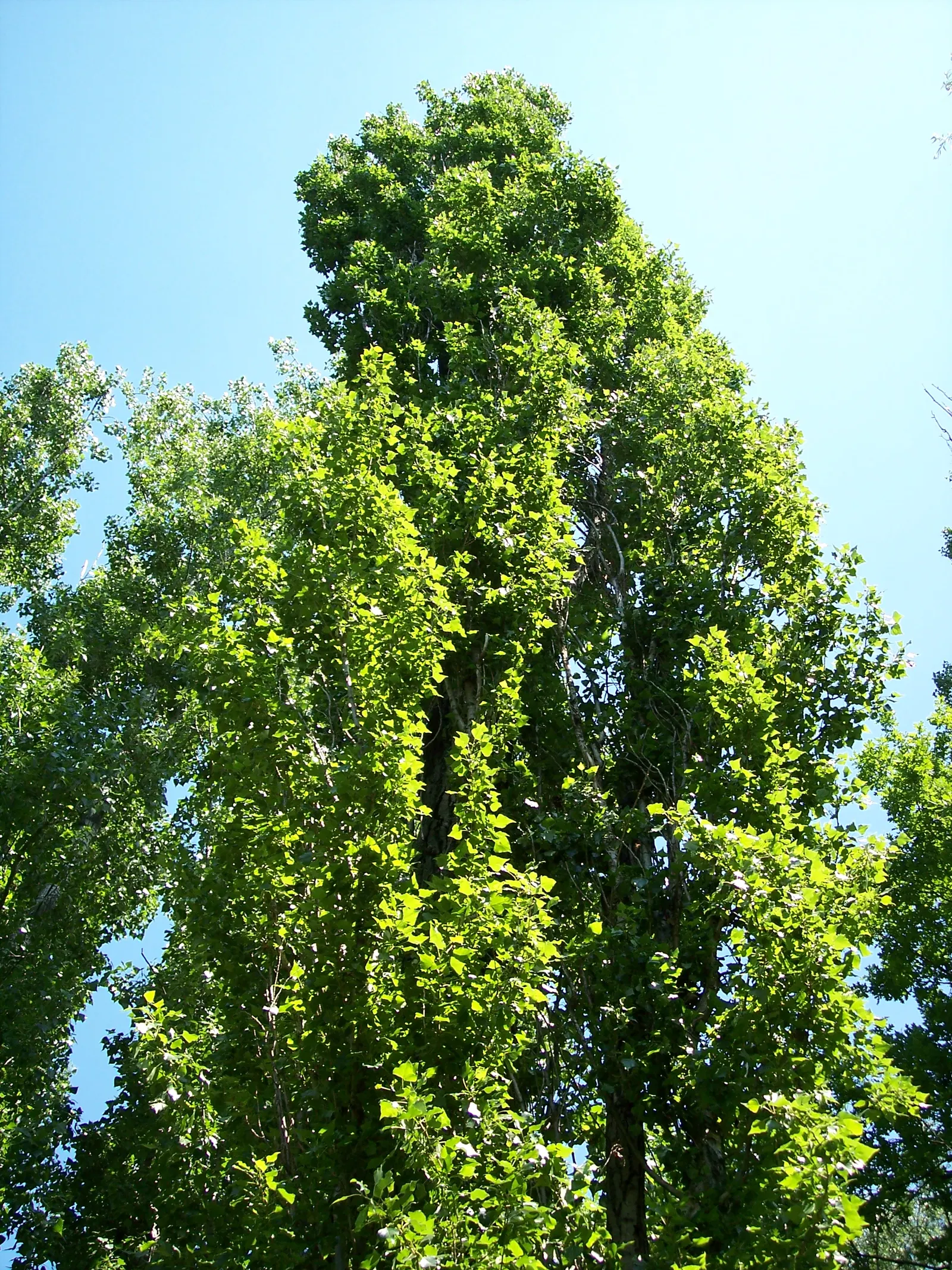 Lombardy Poplar (Populus Nigra 'Italica') — Plant in full sun and well-draining soil for optimal growth.\n; although it prefers moist, image 39