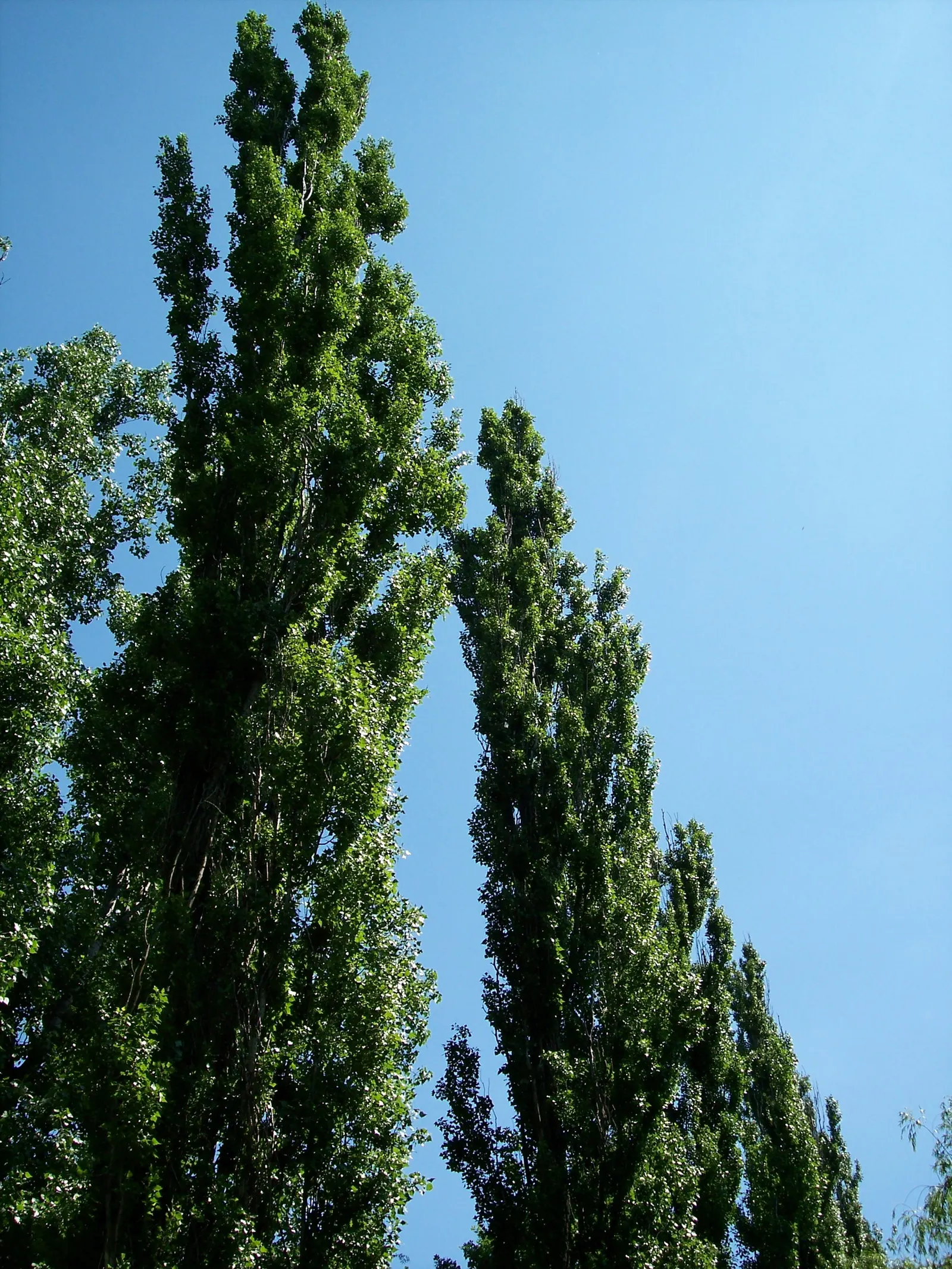 Lombardy Poplar (Populus Nigra 'Italica') — famed for its fastigiated branching pattern that presents an almost columnar silhouette