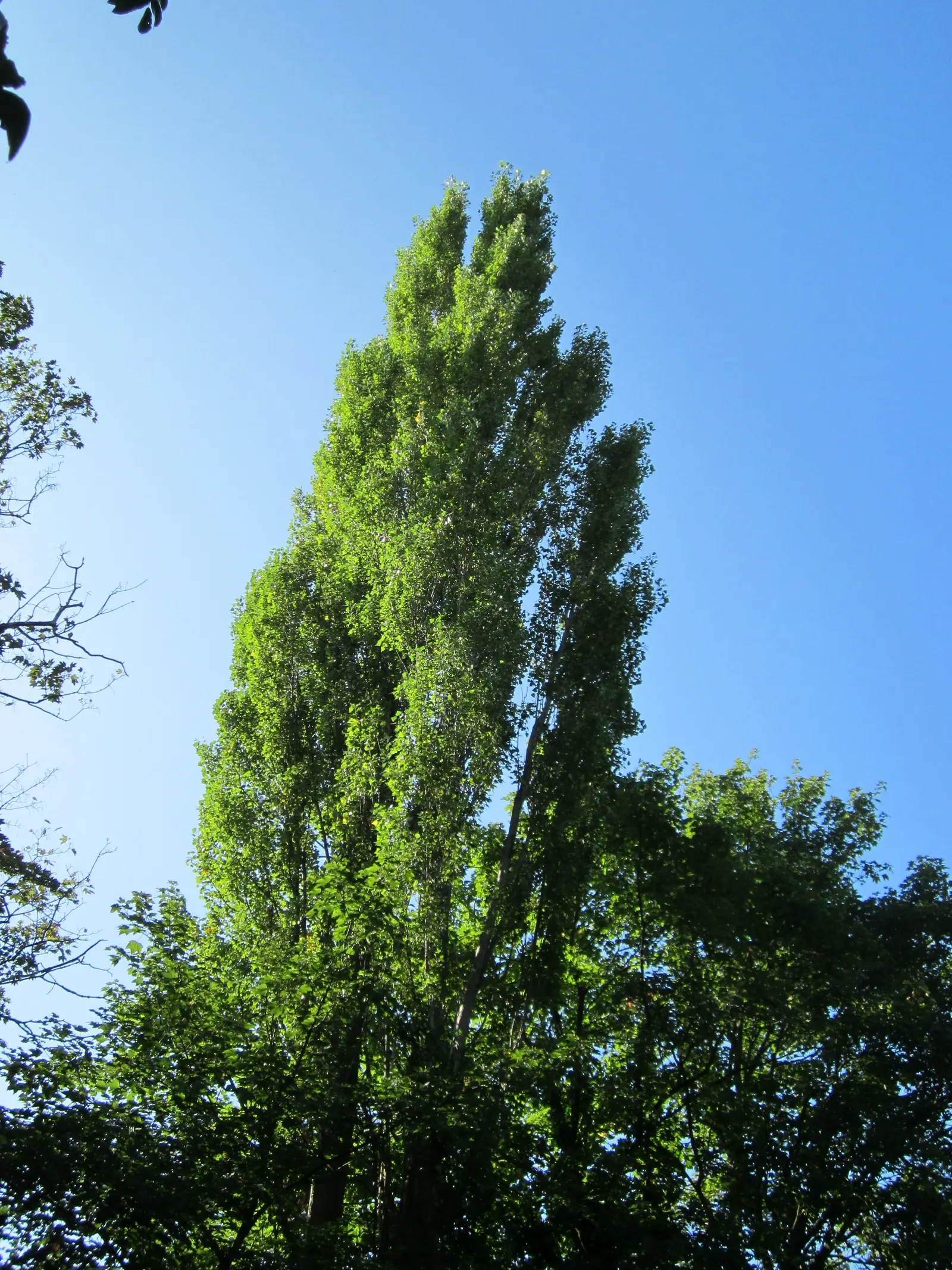 Lombardy Poplar (Populus Nigra 'Italica') — Its leaves are diamond-shaped with a glossy green surface and pale undersides; regular watering and, image 44