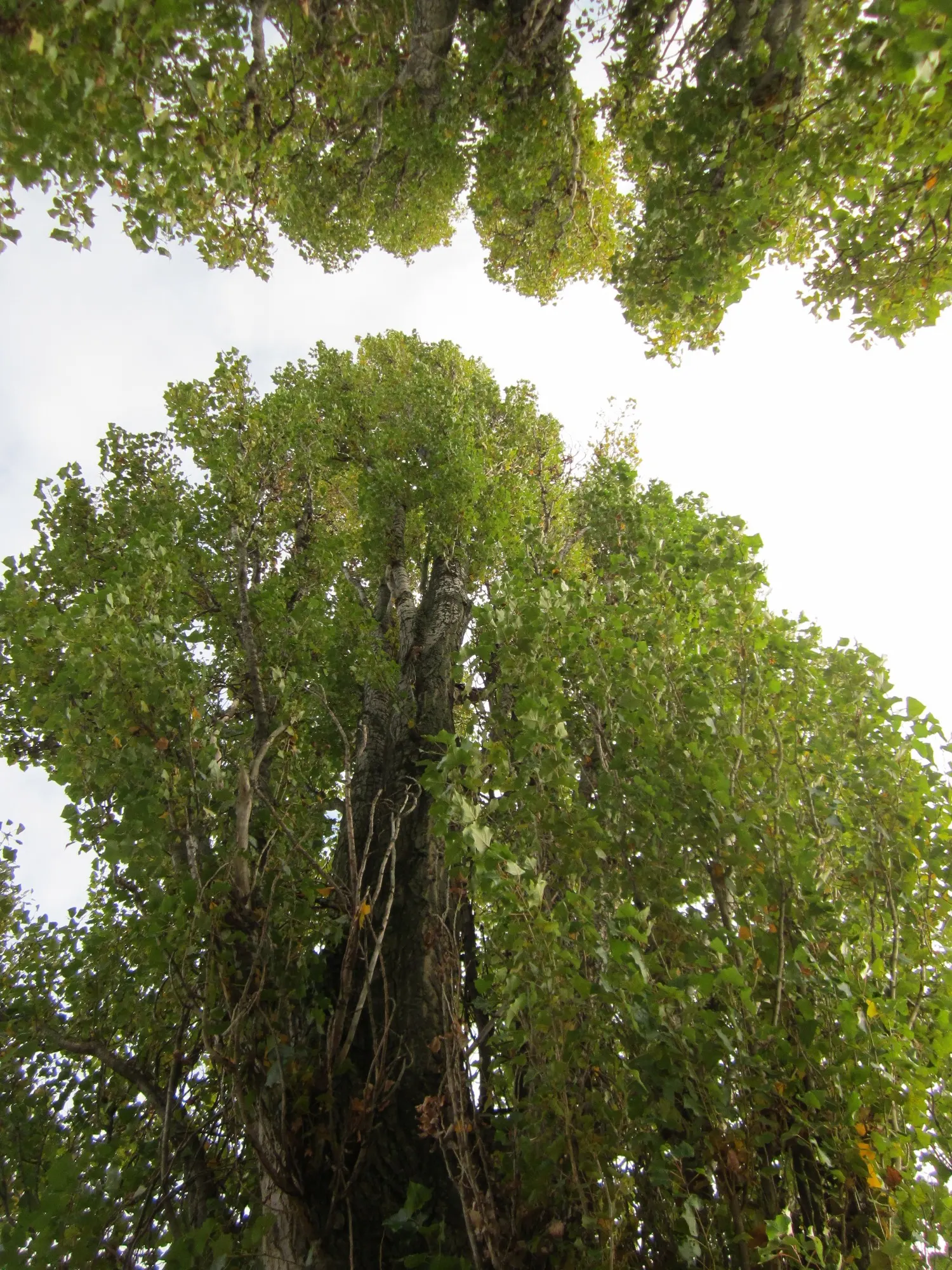 Lombardy Poplar (Populus Nigra 'Italica') — This cultivar of the black poplar likely originated from Northern Italy in the 17th century