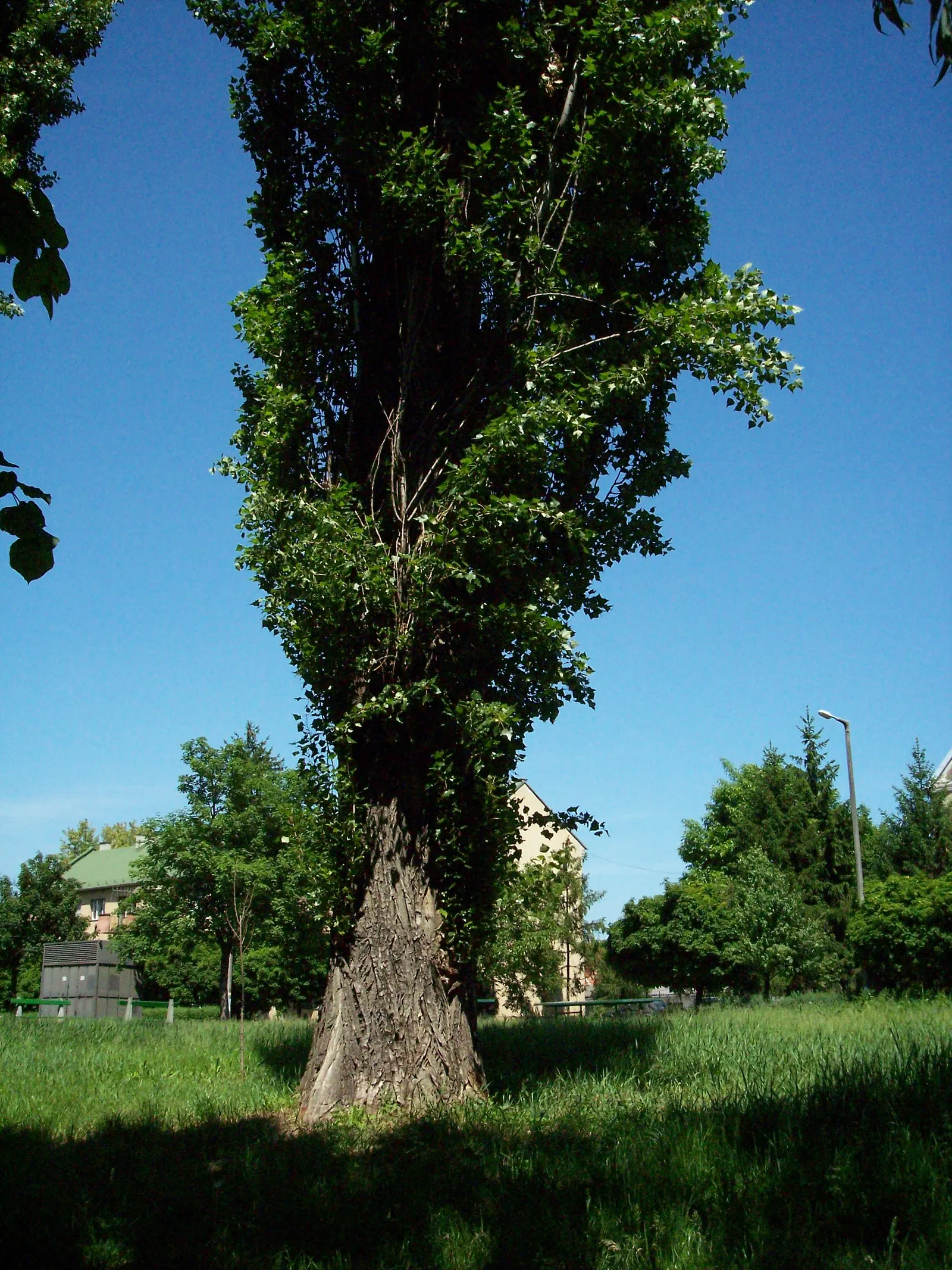 Lombardy Poplar (Populus Nigra 'Italica') — These deciduous leaves turn a golden yellow in the fall before dropping; offering a brief yet dramatic seasonal