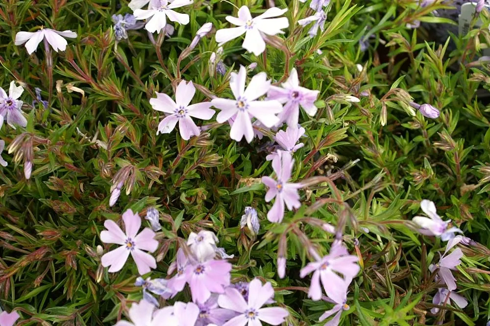 Emerald Blue Phlox (Phlox Subulata 'Emerald Blue') — Drought-tolerant once established and preferring full sun to part shade