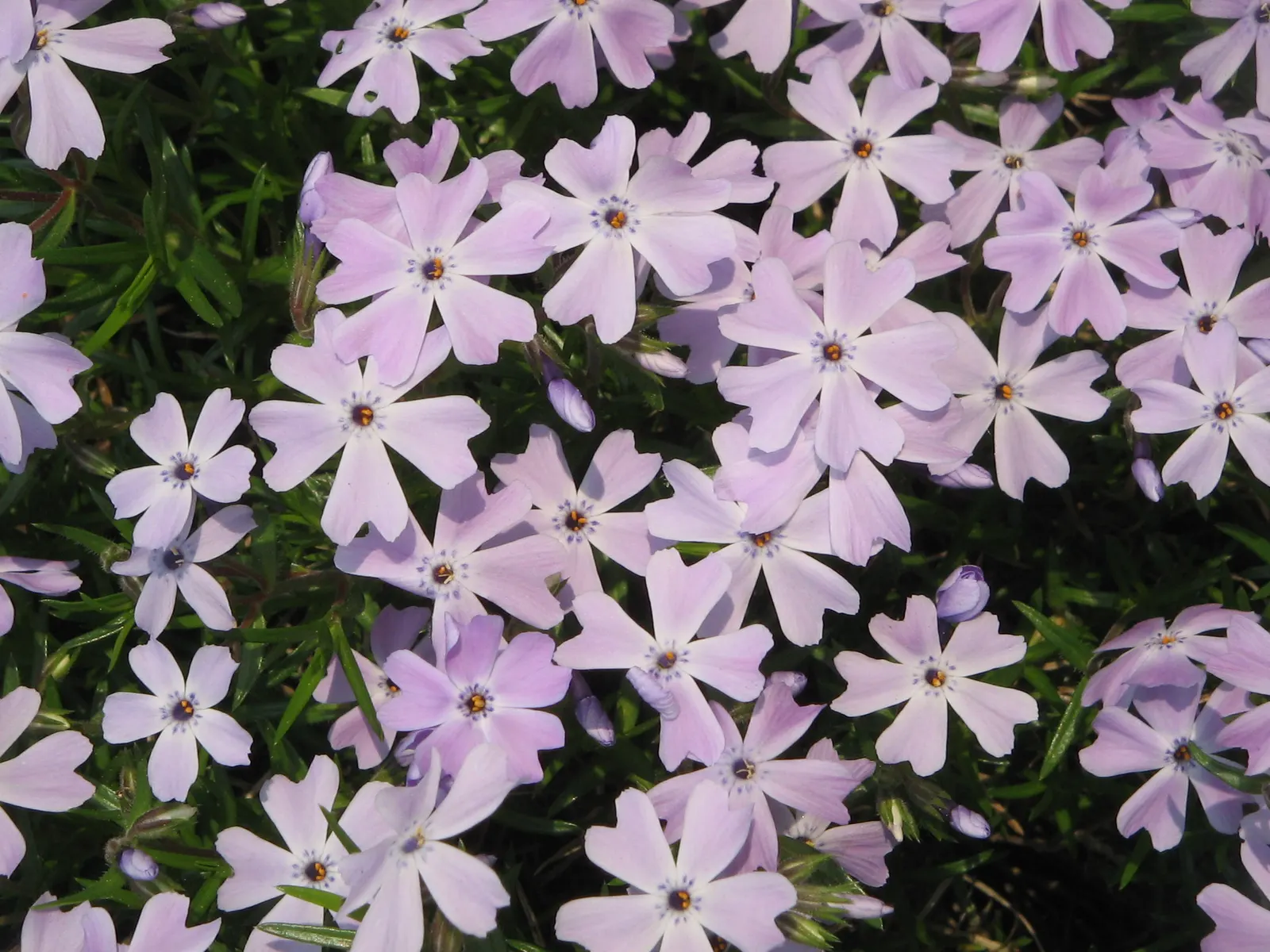 Emerald Blue Phlox (Phlox Subulata 'Emerald Blue') — Its evergreen needle-like foliage spans up to 18 inches wide and 6 inches tall
