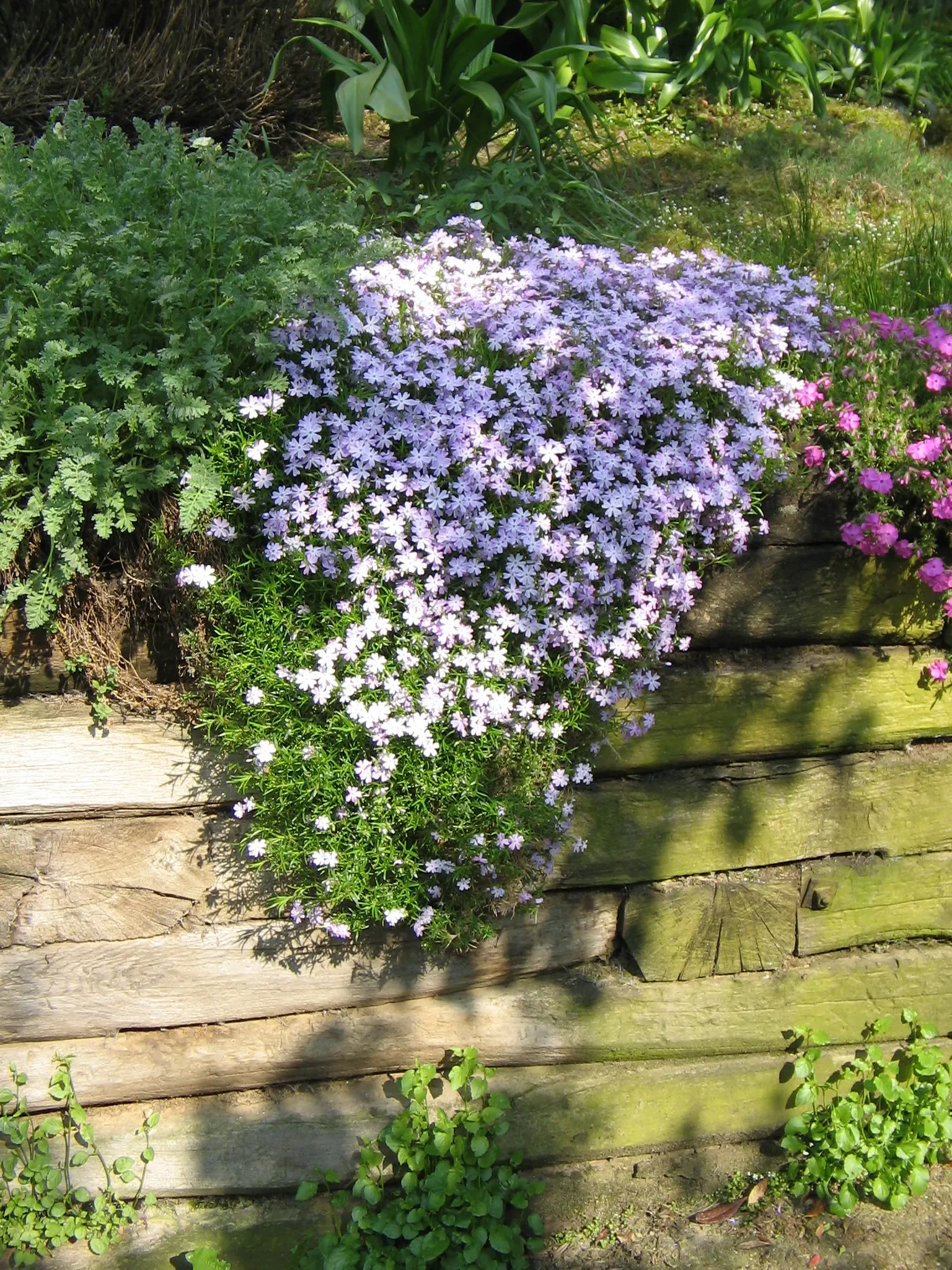 Emerald Blue Phlox (Phlox Subulata 'Emerald Blue') — beloved for its carpet of starry