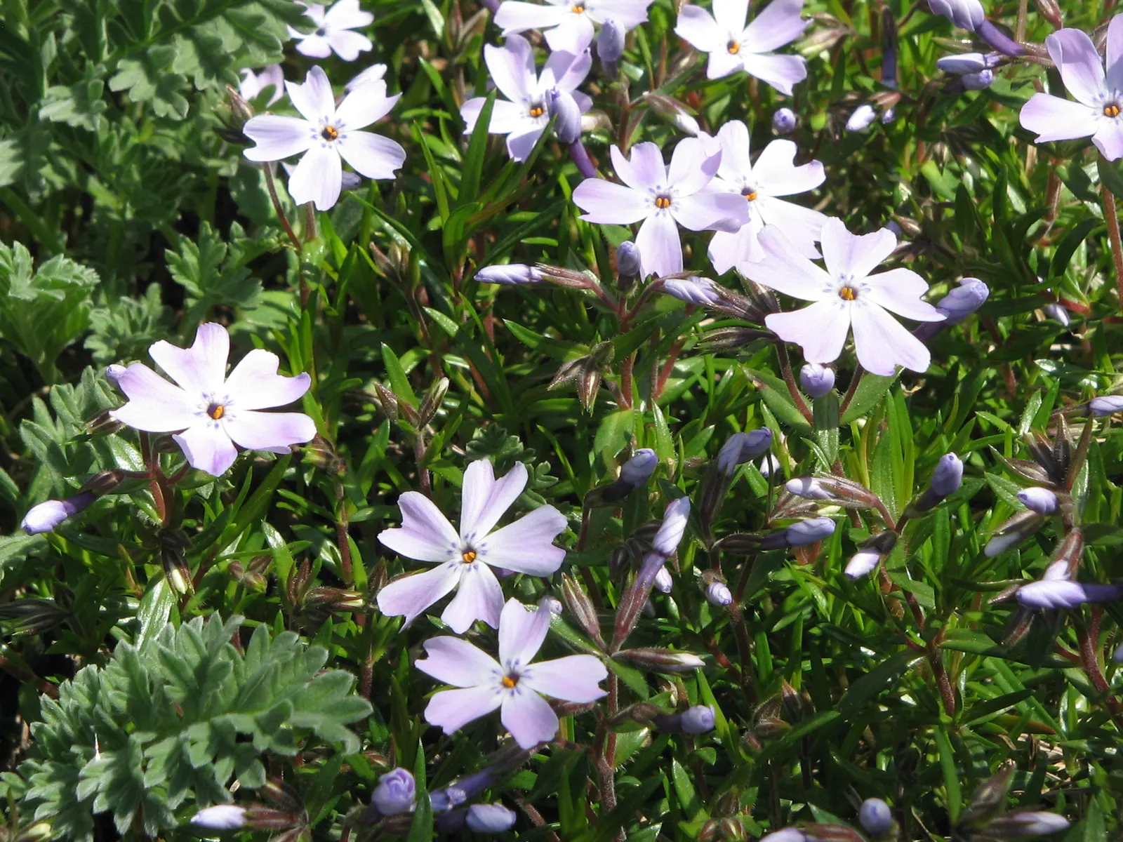 Emerald Blue Phlox (Phlox Subulata 'Emerald Blue') — it thrives in USDA hardiness zones 3-9 and prefers well-drained soil with moderate moisture
