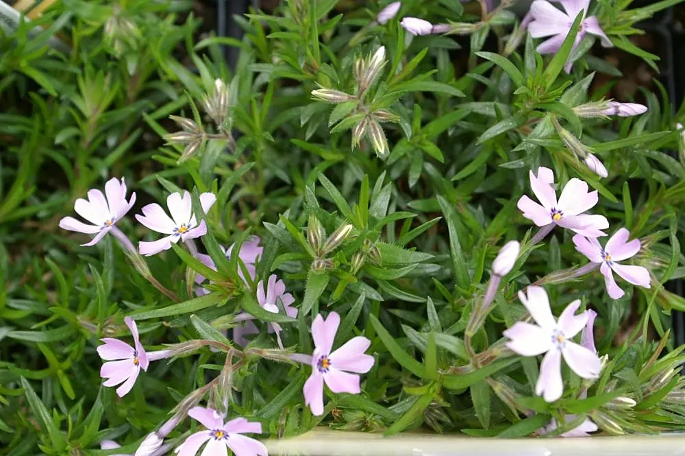 Emerald Blue Phlox (Phlox Subulata 'Emerald Blue') — scientifically named Phlox subulata 'Emerald Blue,' is a vibrant ground-cover plant