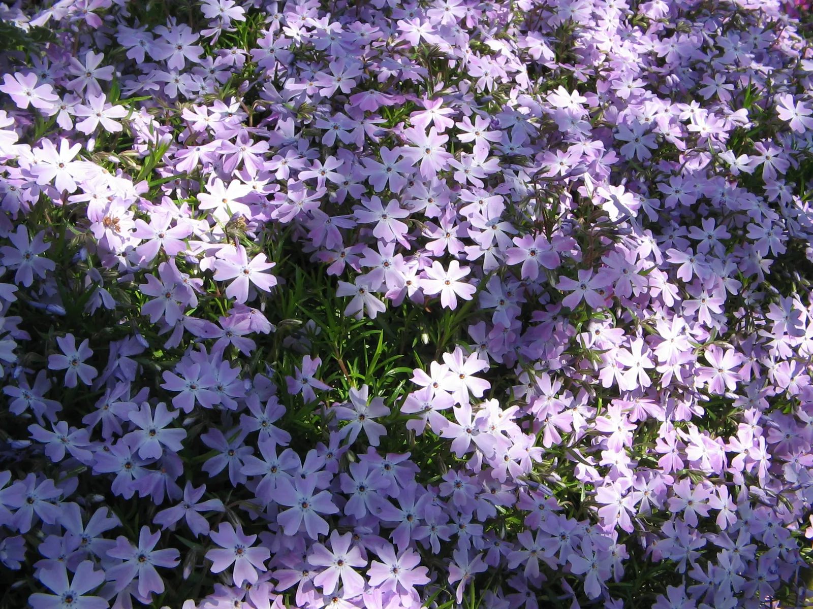 Emerald Blue Phlox (Phlox Subulata 'Emerald Blue') — This variety of creeping phlox reaches a modest height of 4 to 6 inches