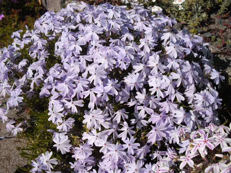 Emerald Blue Phlox (Phlox Subulata 'Emerald Blue') — making it an excellent choice for rock gardens