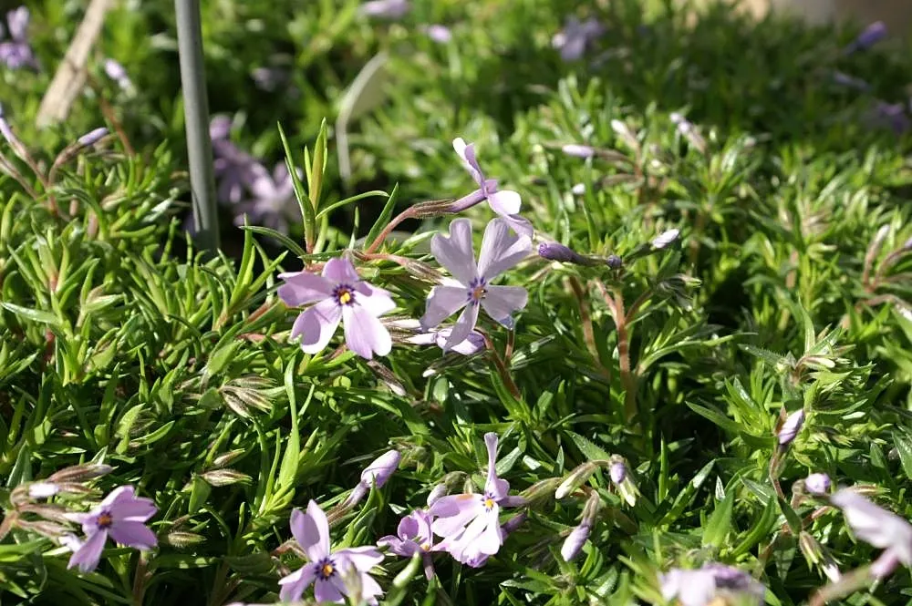 Emerald Blue Phlox (Phlox Subulata 'Emerald Blue') — celebrated for its lush carpet of needle-like foliage and mesmerizing blossoms