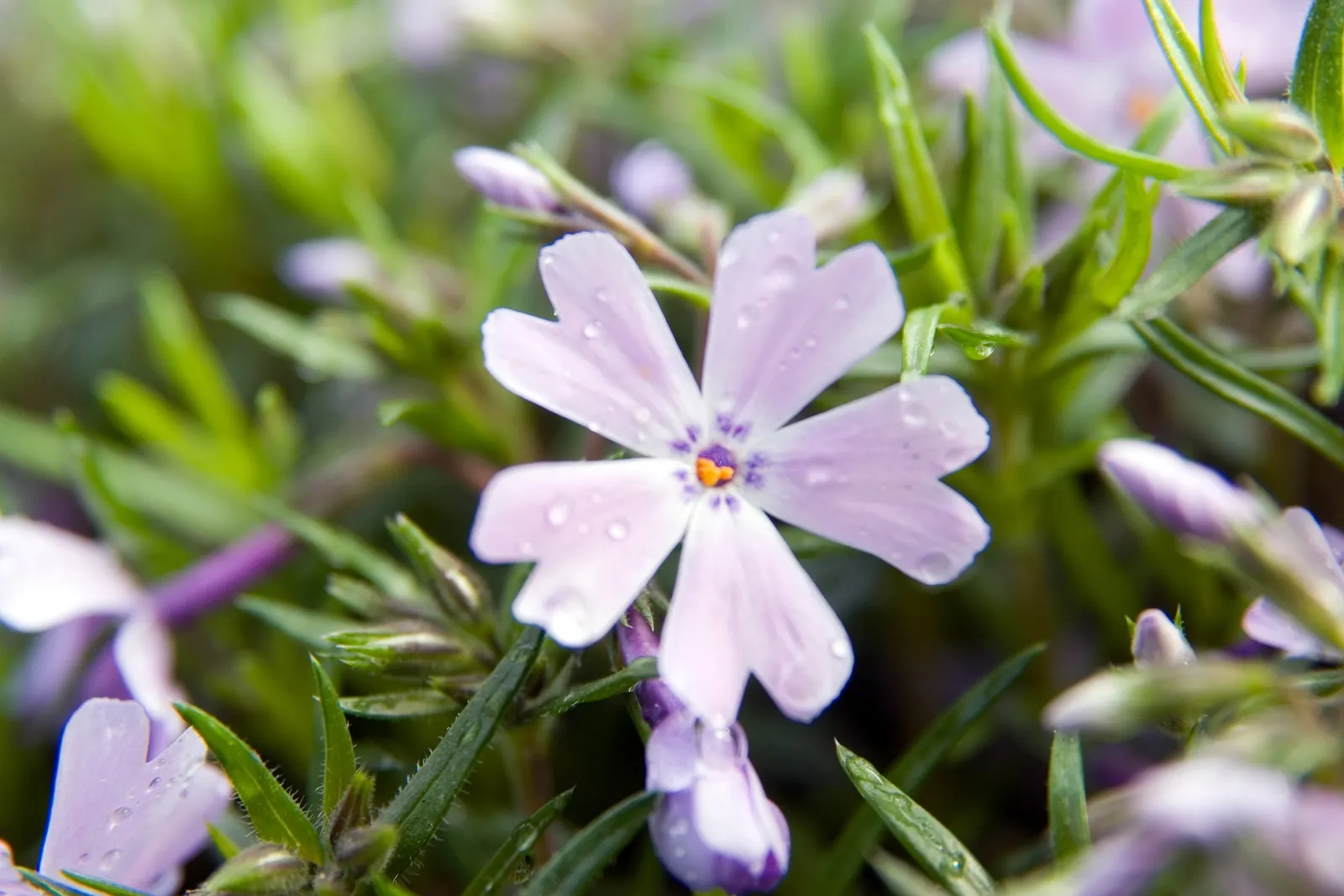 Emerald Blue Phlox (Phlox Subulata 'Emerald Blue') — bluish-lavender flowers in spring