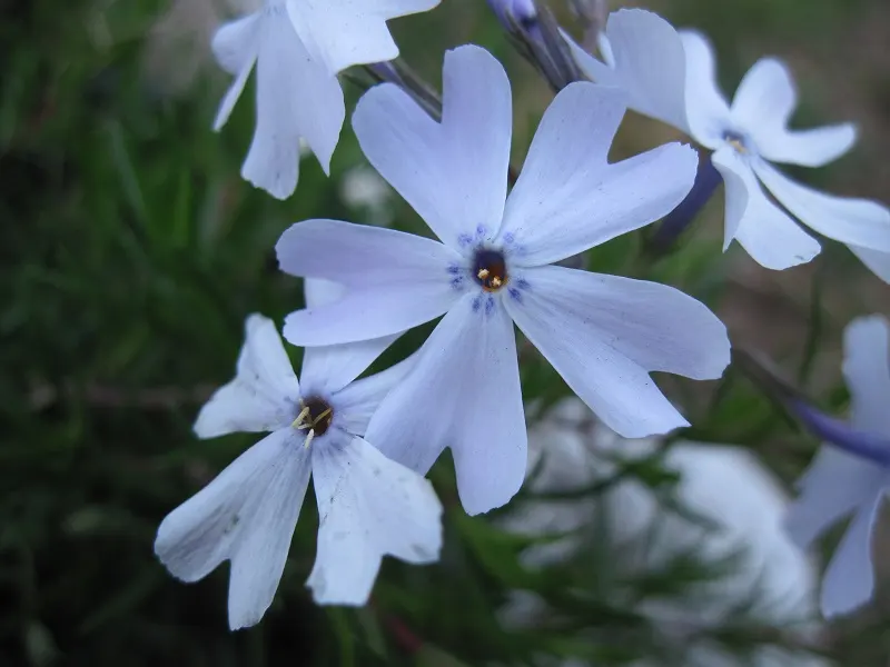 Emerald Blue Phlox (Phlox Subulata 'Emerald Blue') — with a spread of 18 to 24 inches