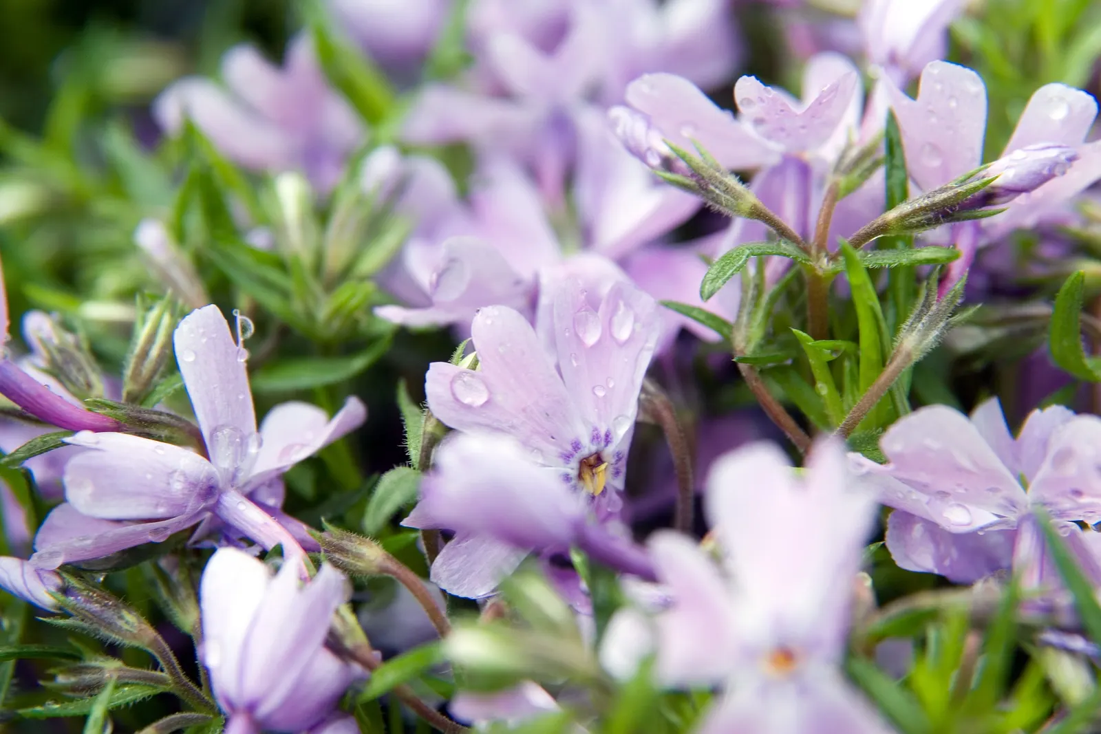 Emerald Blue Phlox (Phlox Subulata 'Emerald Blue') — this plant thrives in Zones 3-9 and attracts butterflies