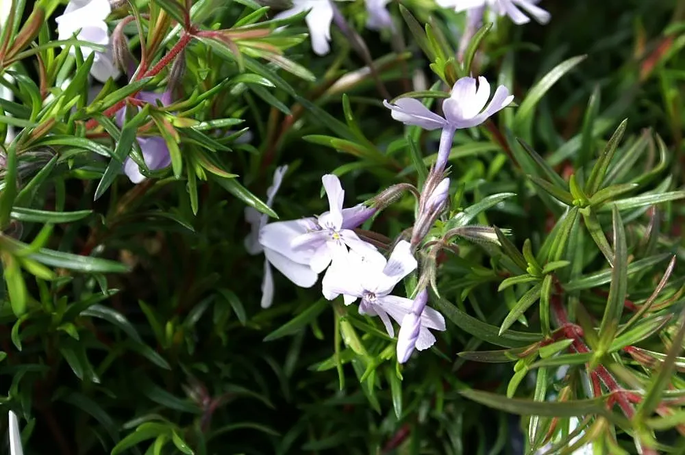 Emerald Blue Phlox (Phlox Subulata 'Emerald Blue') — making it ideal for rock gardens