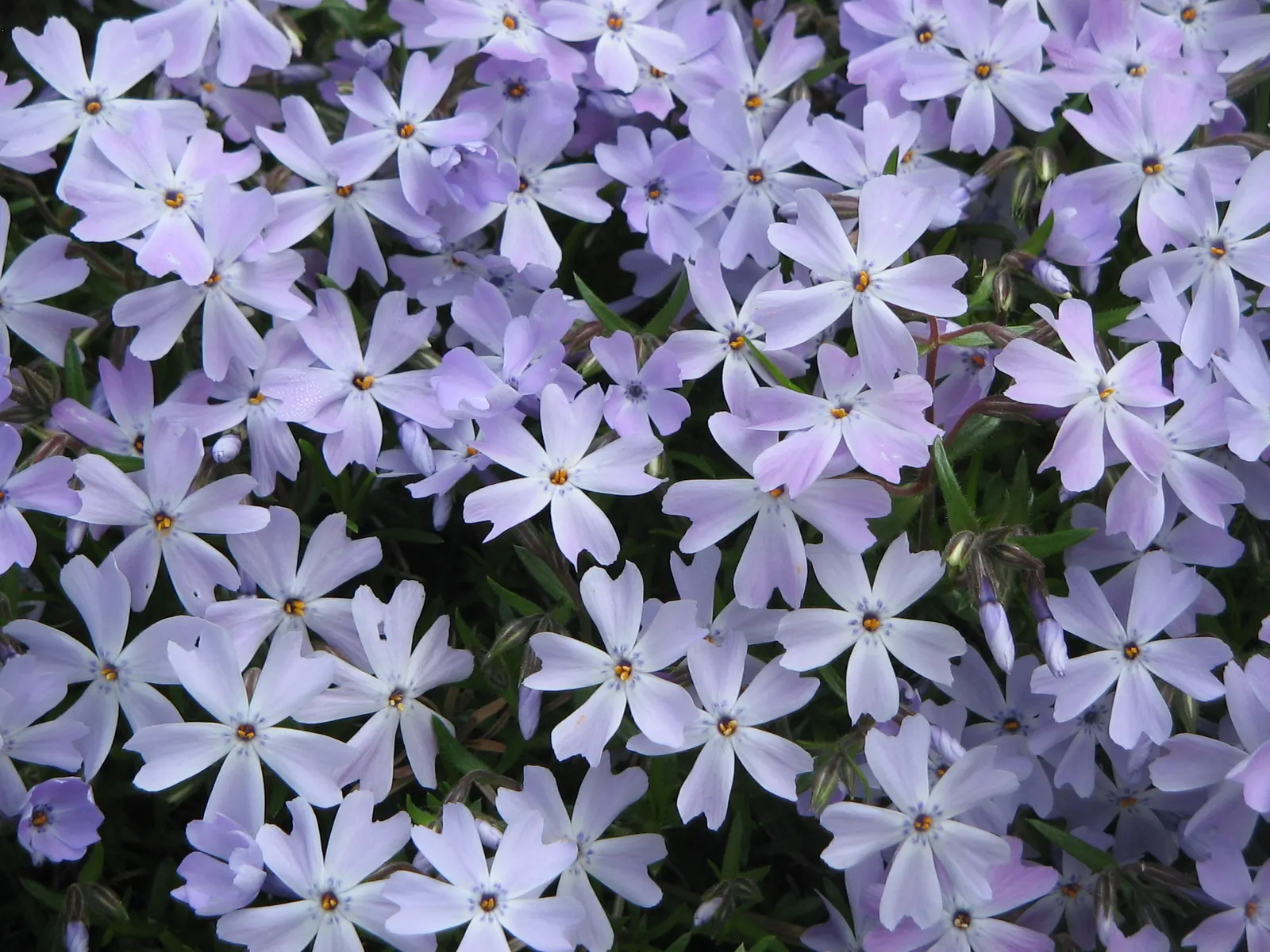 Emerald Blue Phlox (Phlox Subulata 'Emerald Blue') — from late spring into early summer